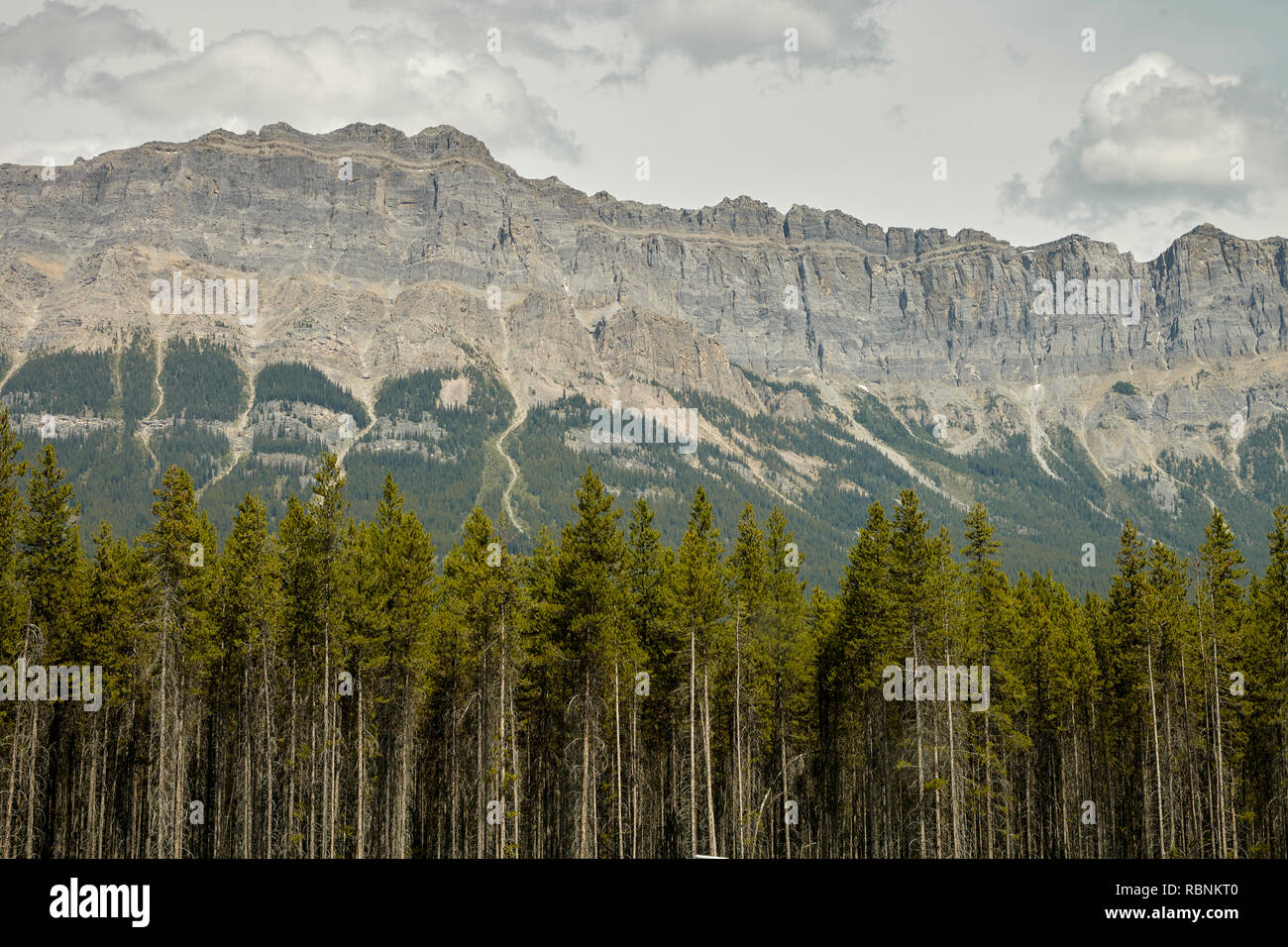 Forest Tree Line With Mountains Behind In Alaska Stock Photo