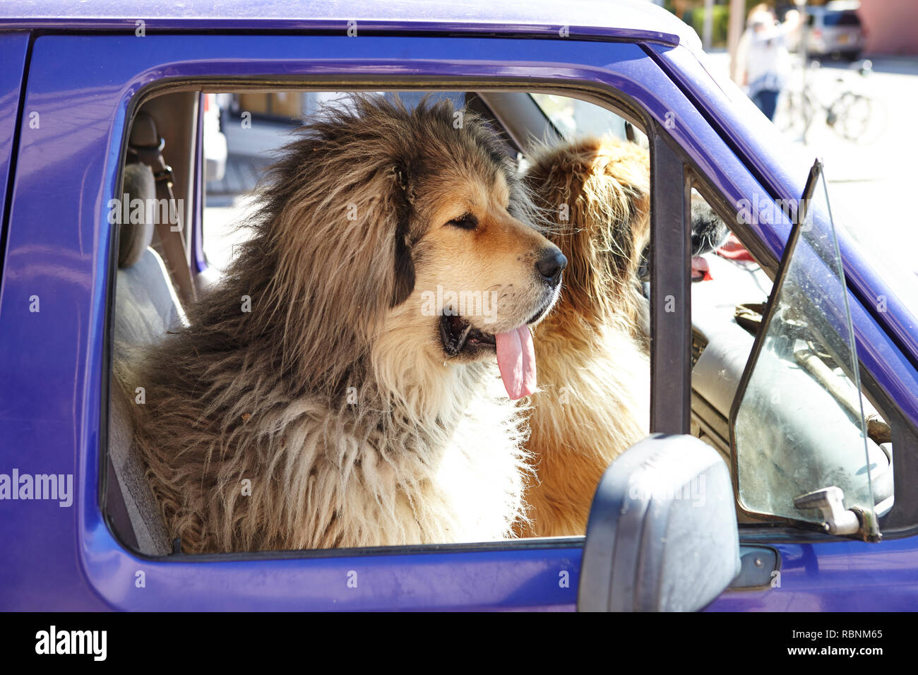 Two Large Dogs Sitting In Front Seat Of Pick Up Truck Stock Photo