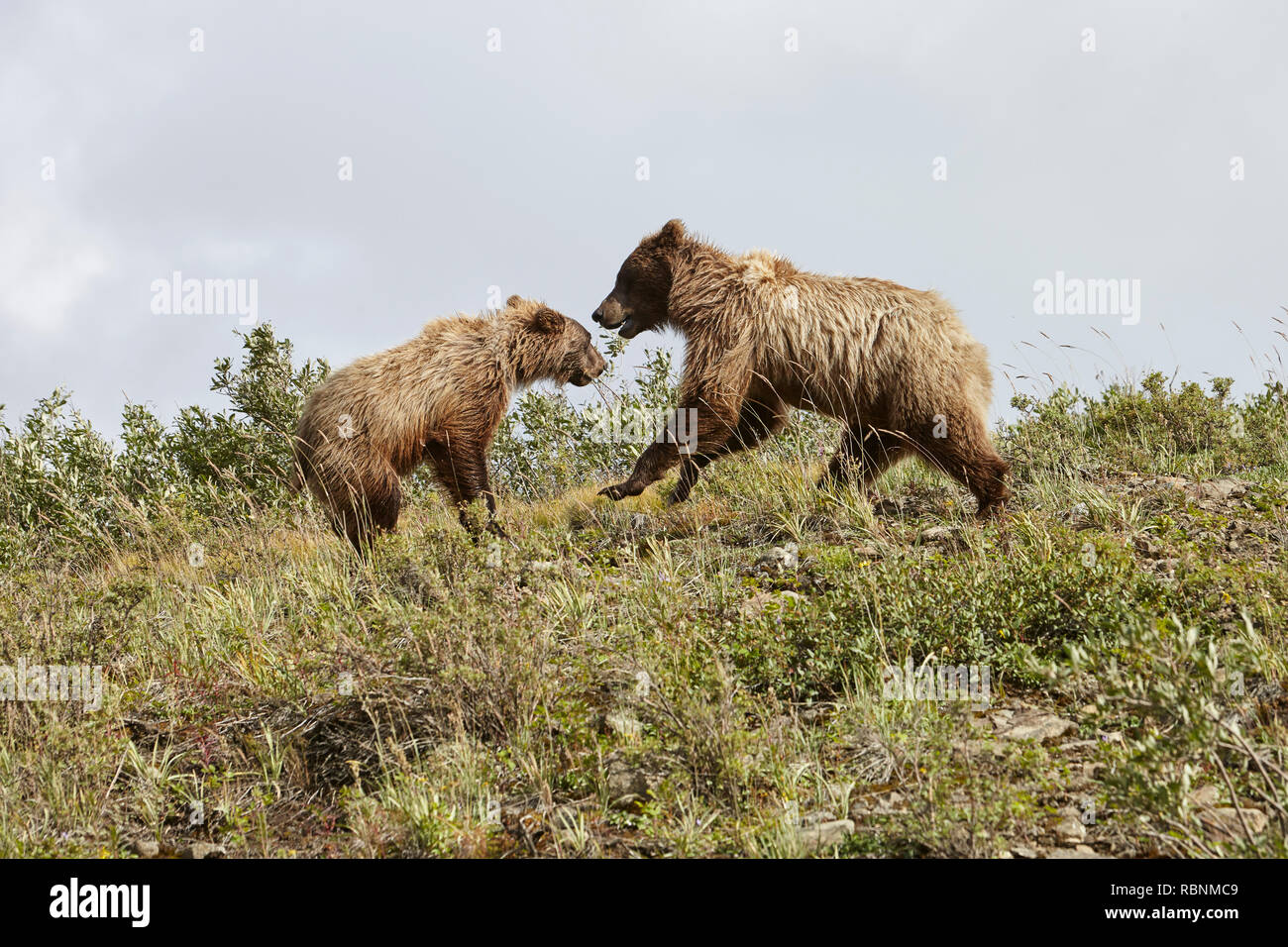 Bear Playing With Cub On Hillside In Alaska Stock Photo