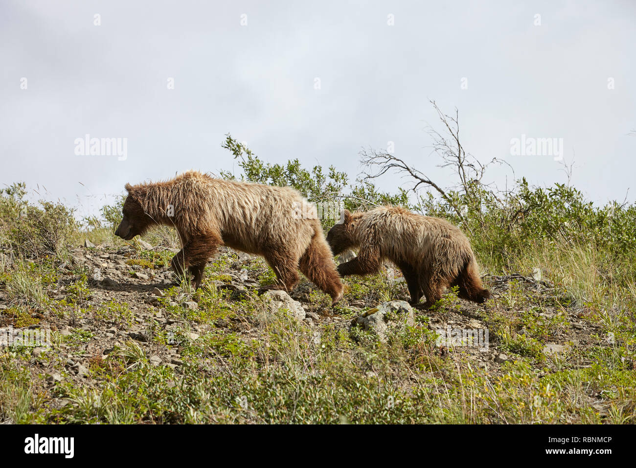 Bear With Cub On Hillside In Alaska Stock Photo