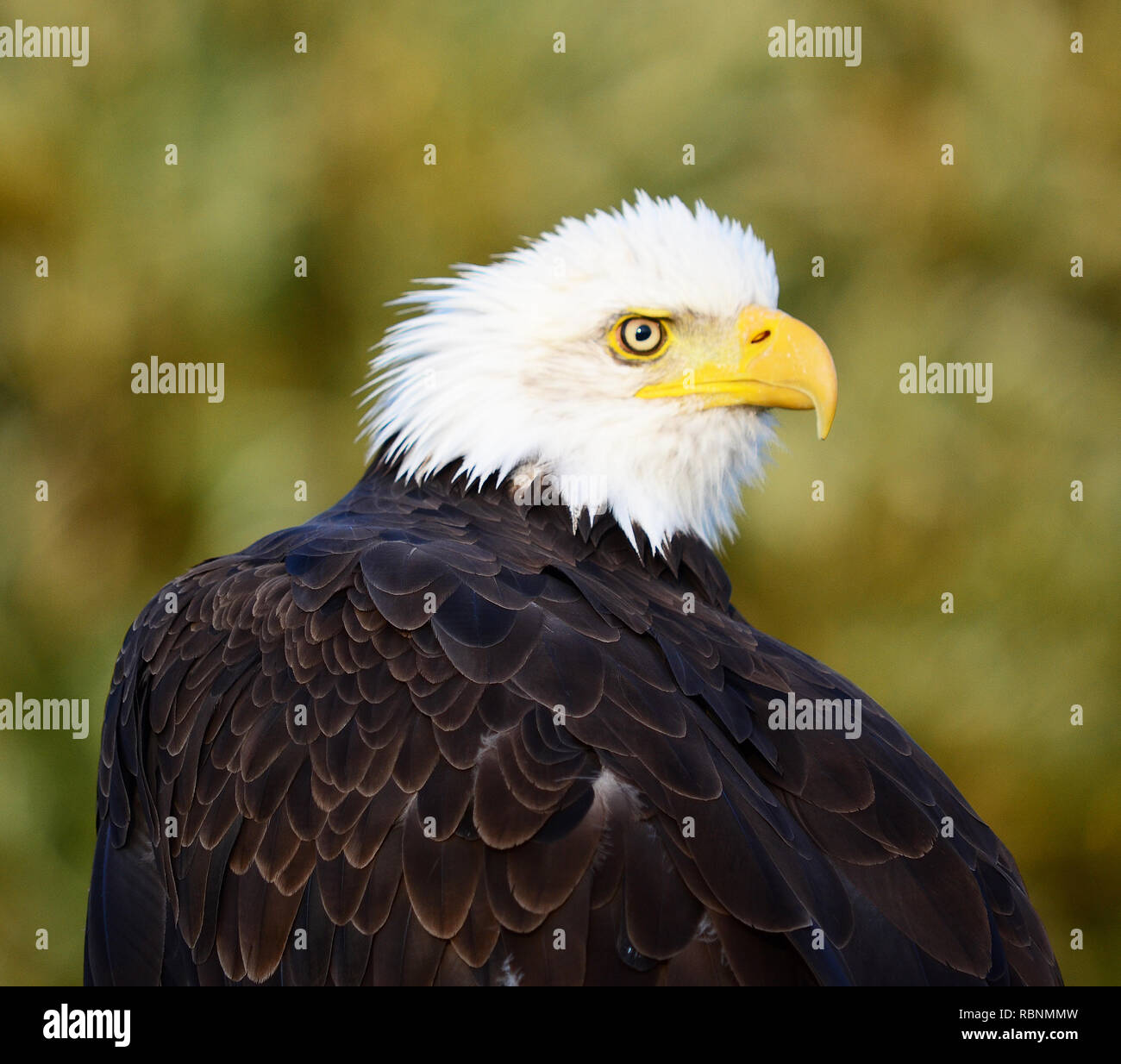 Bald Eagle (Haliaeetus leucocephalus Stock Photo - Alamy