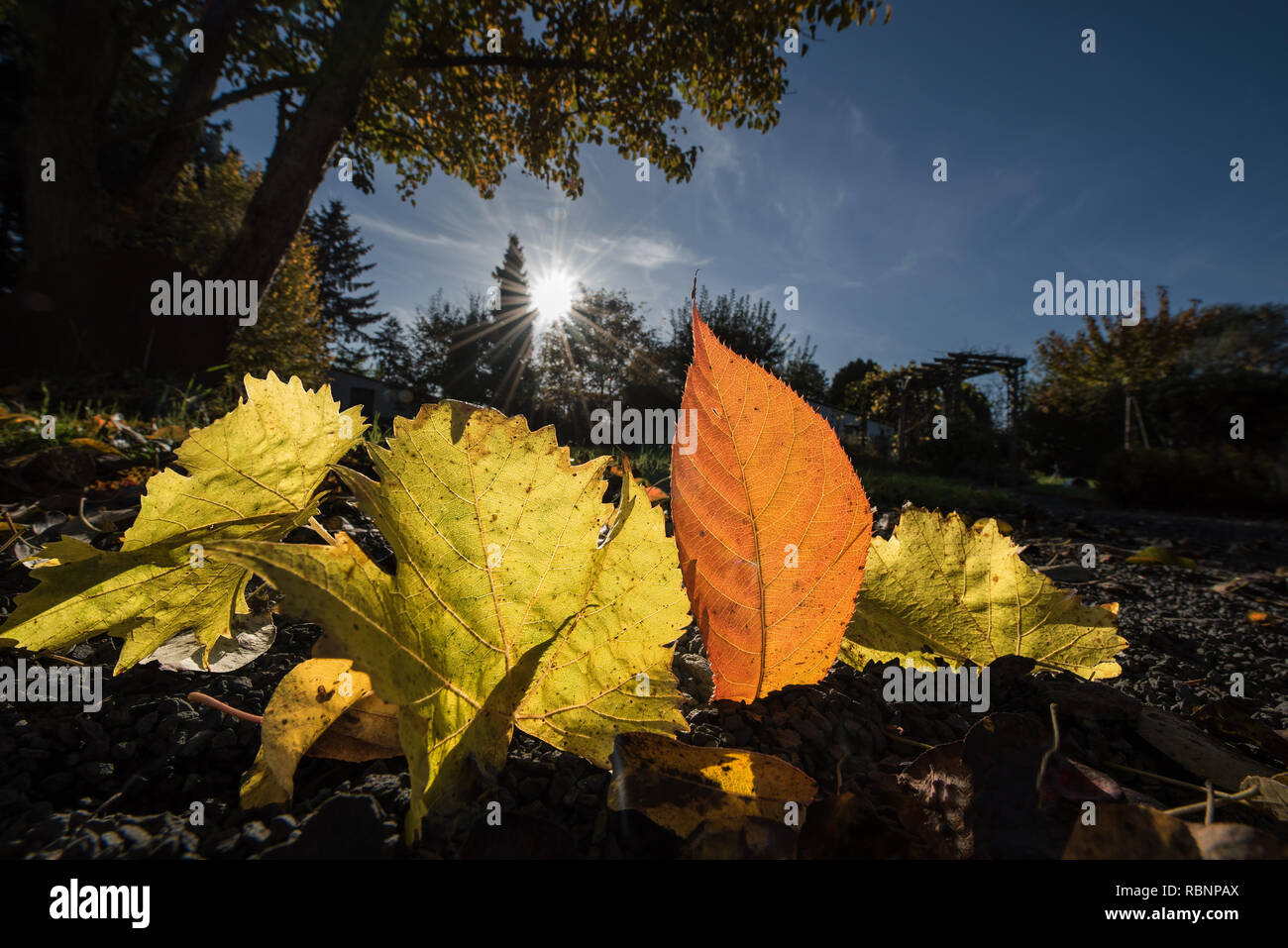 colorful autumn leaves sun-flooded on the ground Stock Photo