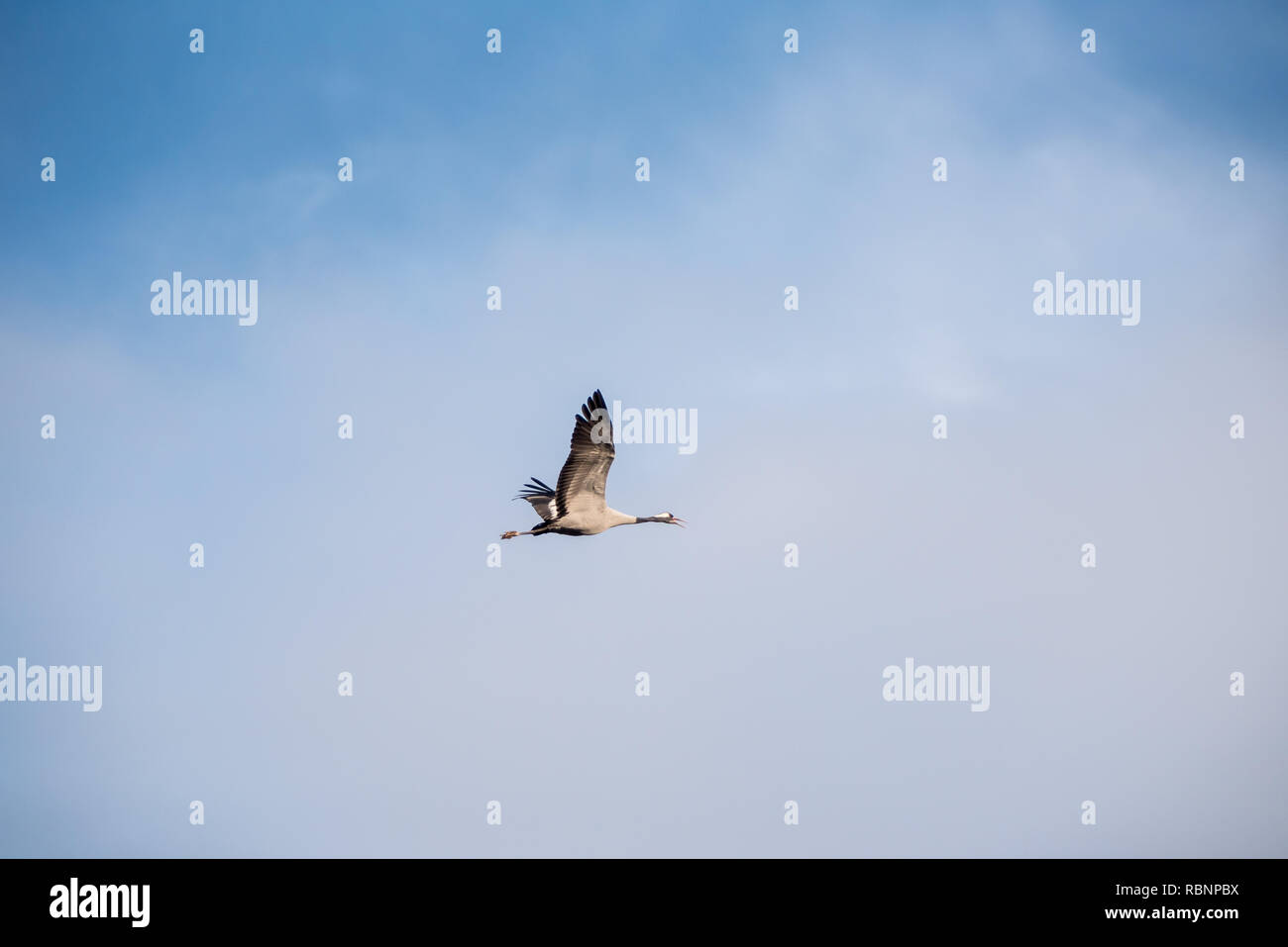 single crane flying in blue sky Stock Photo