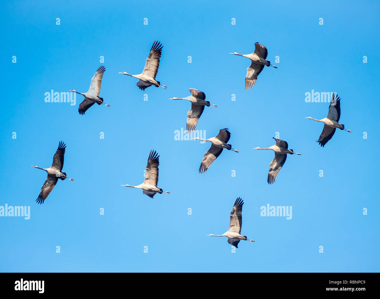 group of cranes flying in blue sky Stock Photo