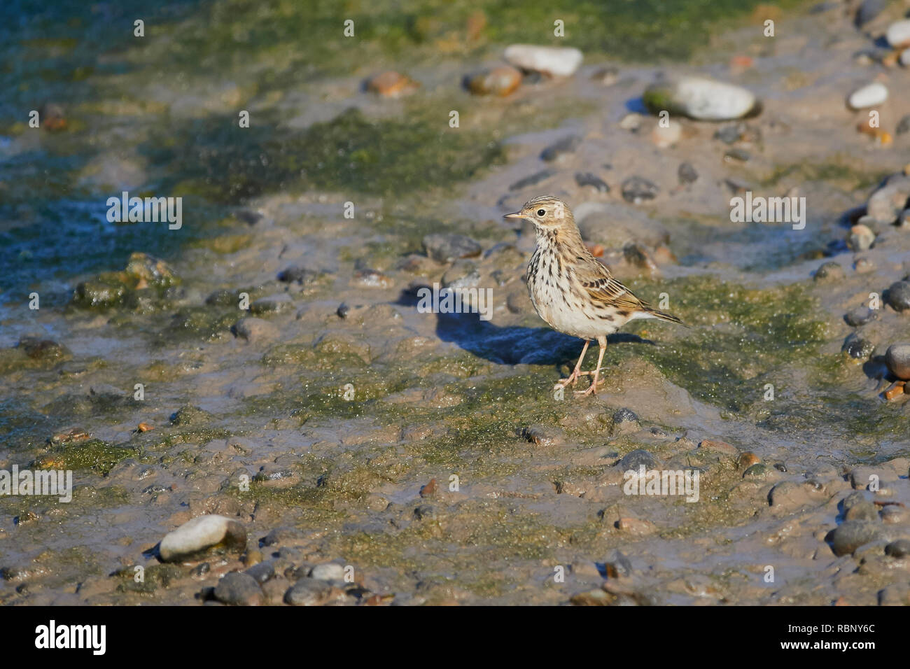 A Rock Pipit (Anthus Petrosus) standing on a beach with rocks looking for its next meal, England, UK Stock Photo