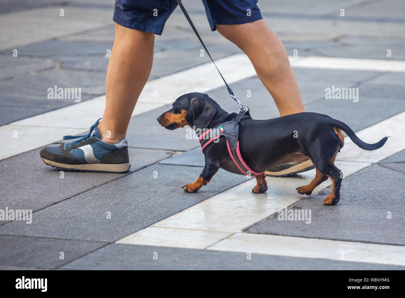 Dachshund walks hotsell near me