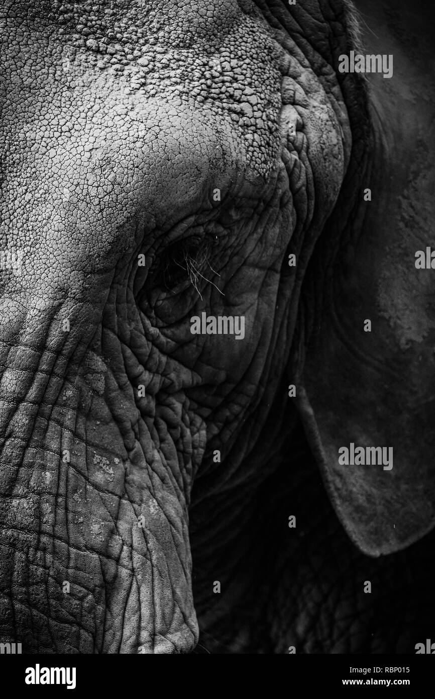 Black and white closeup of African elephant's face cracked and