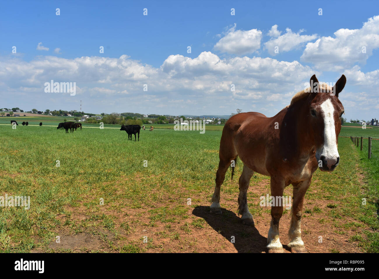 Chestnut Draft Pasture with a beautiful chestnut draft horse Stock Photo - Alamy