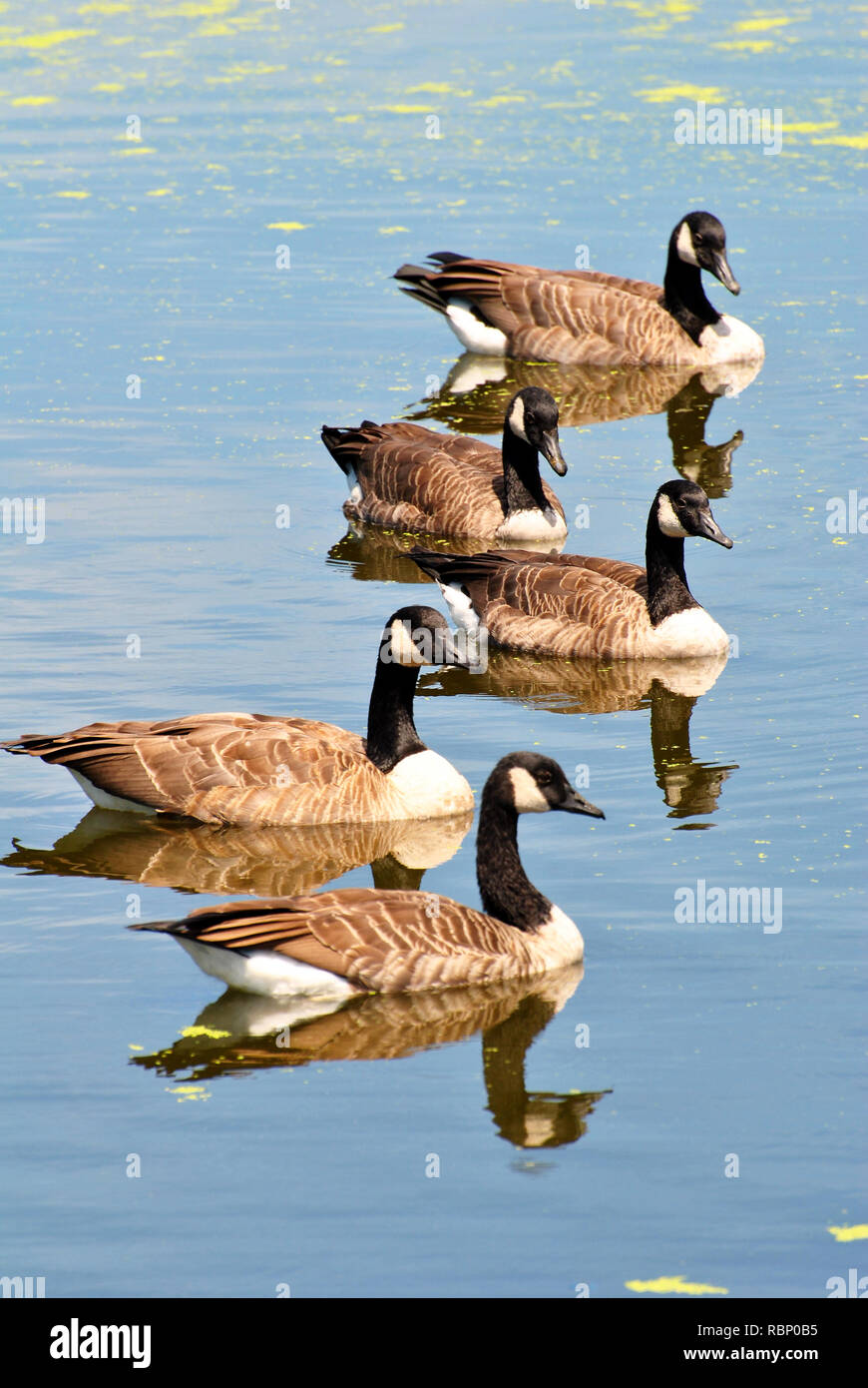 Canadian Geese Swimming in a Pond on a Summer Day Stock Photo