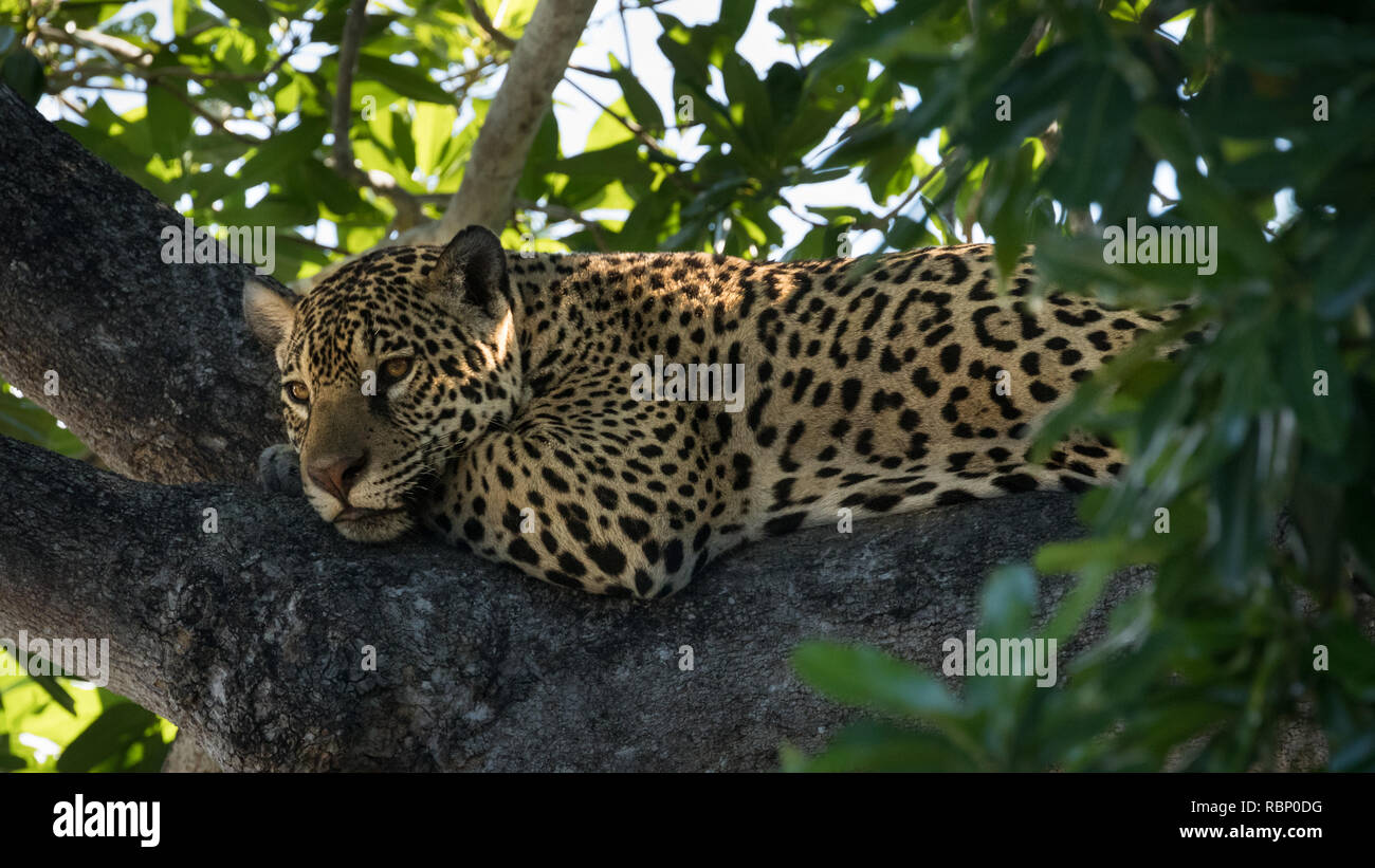 Jaguar in Pantanal Stock Photo