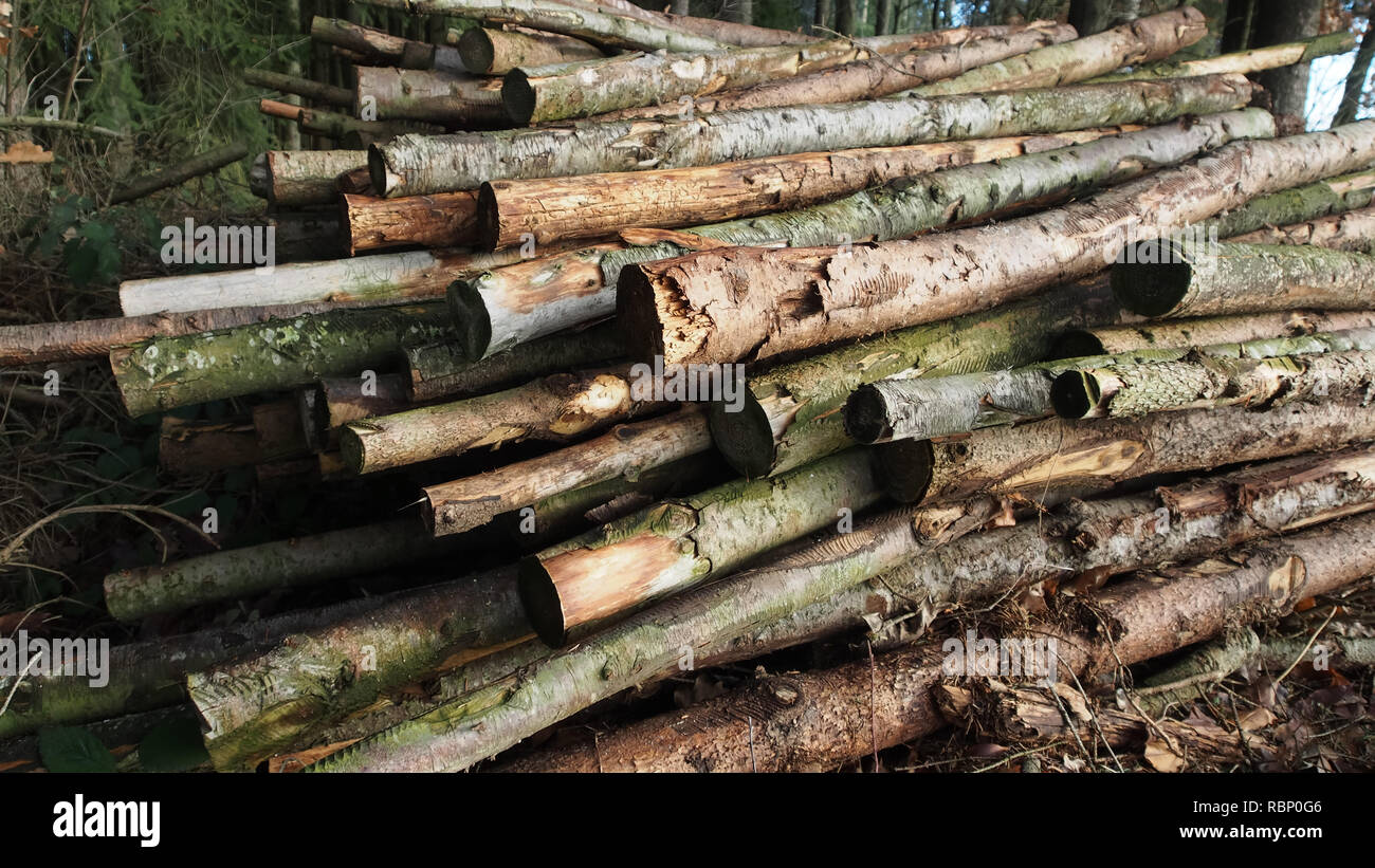unsorted little older tree stumps in a forest Stock Photo