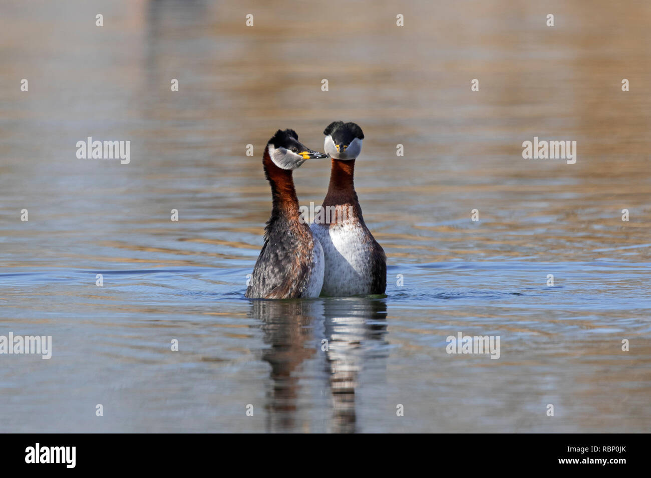 Red-necked grebe (Podiceps grisegena / Podiceps griseigena) couple displaying during mating ritual in lake during the breeding season in spring Stock Photo