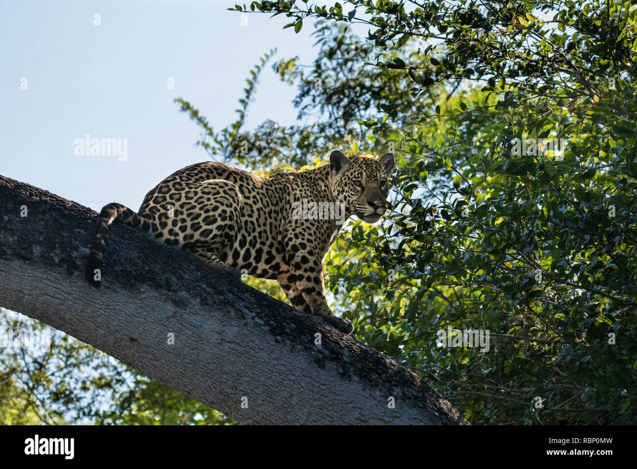 Jaguar in Pantanal Stock Photo