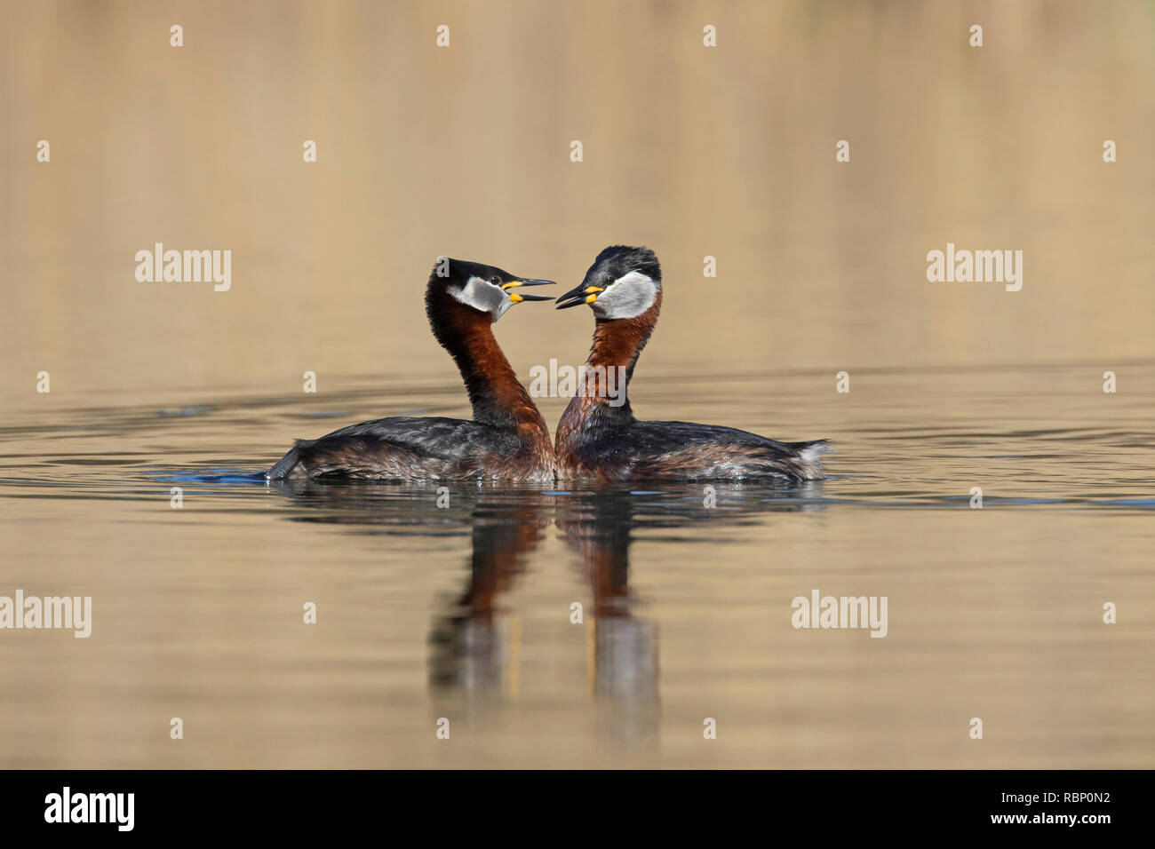 Red-necked grebe (Podiceps grisegena / Podiceps griseigena) couple displaying during mating ritual in lake during the breeding season in spring Stock Photo