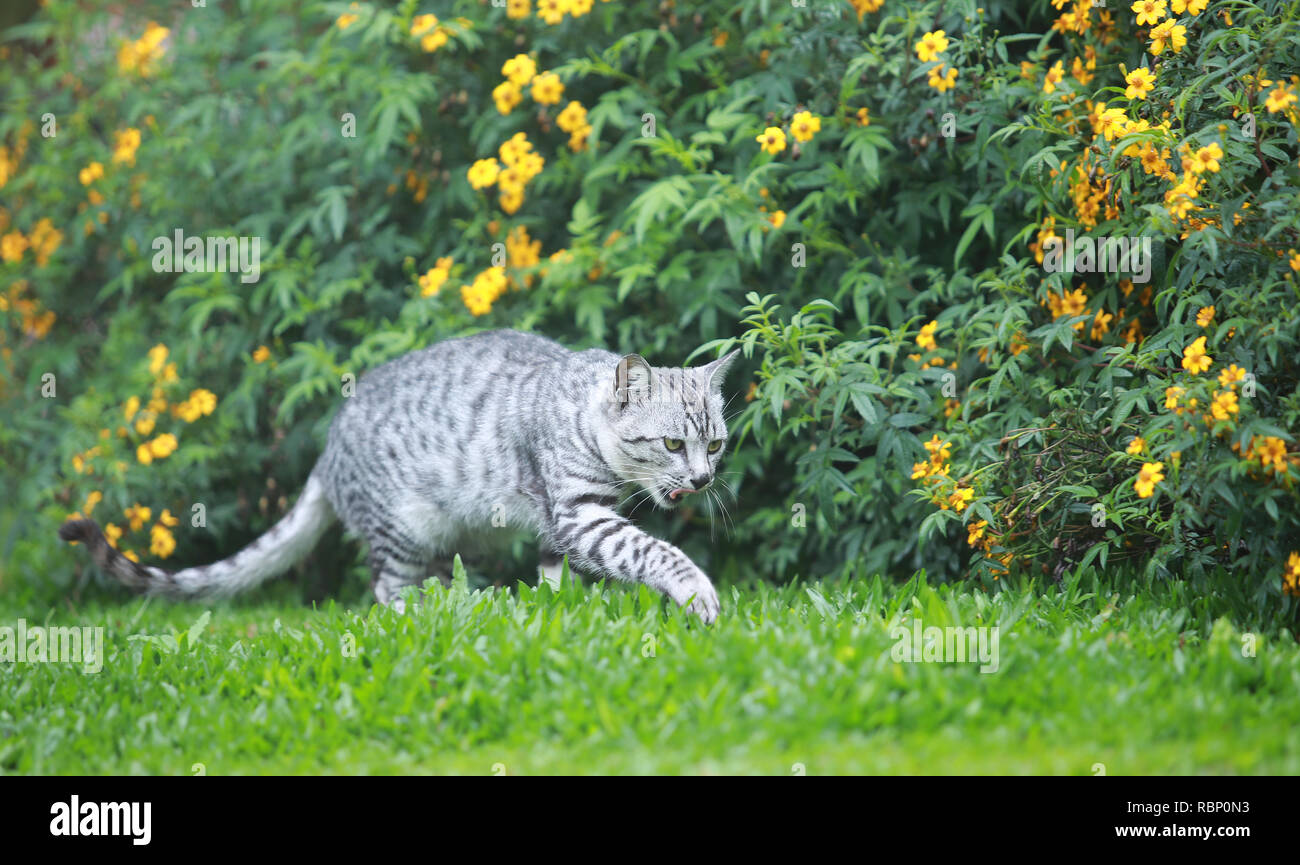 wild cat hunting on the garden Stock Photo - Alamy