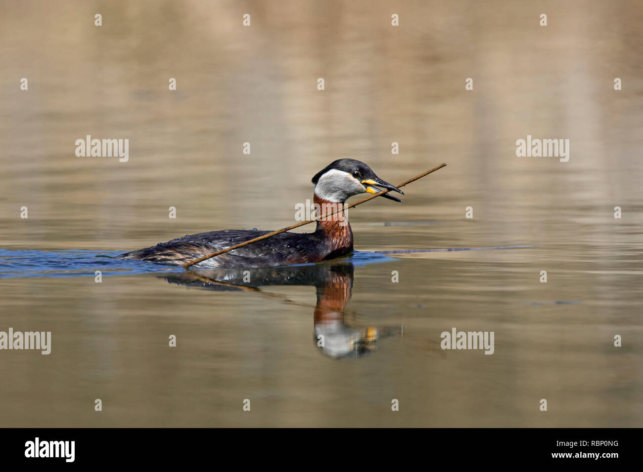 Red-necked grebe (Podiceps grisegena / Podiceps griseigena) swimming with twig in beak for nest building during the breeding season in spring Stock Photo