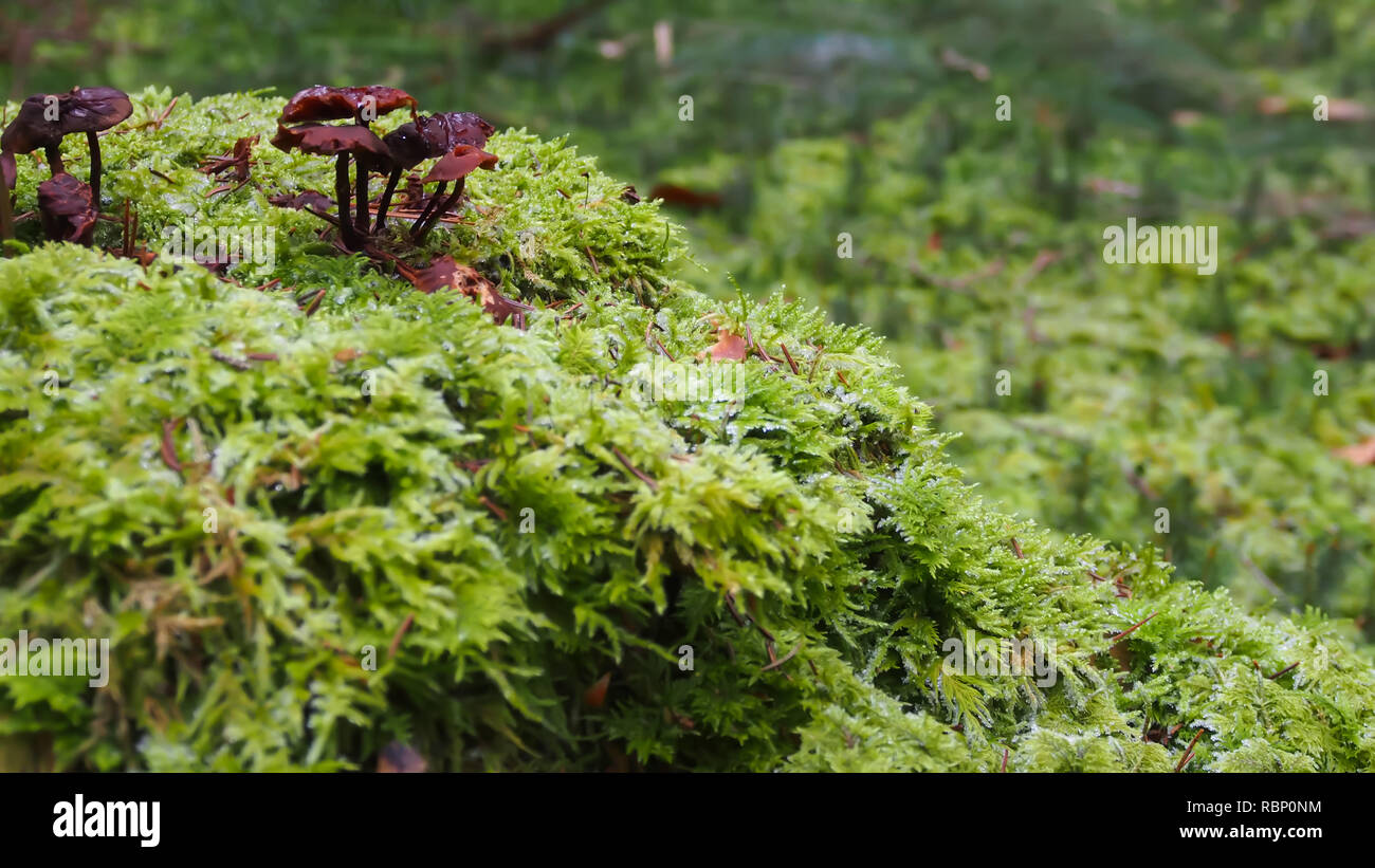 Micro World High Resolution Stock Photography And Images Alamy Micro World High Resolution Stock Photography And Images Alamy