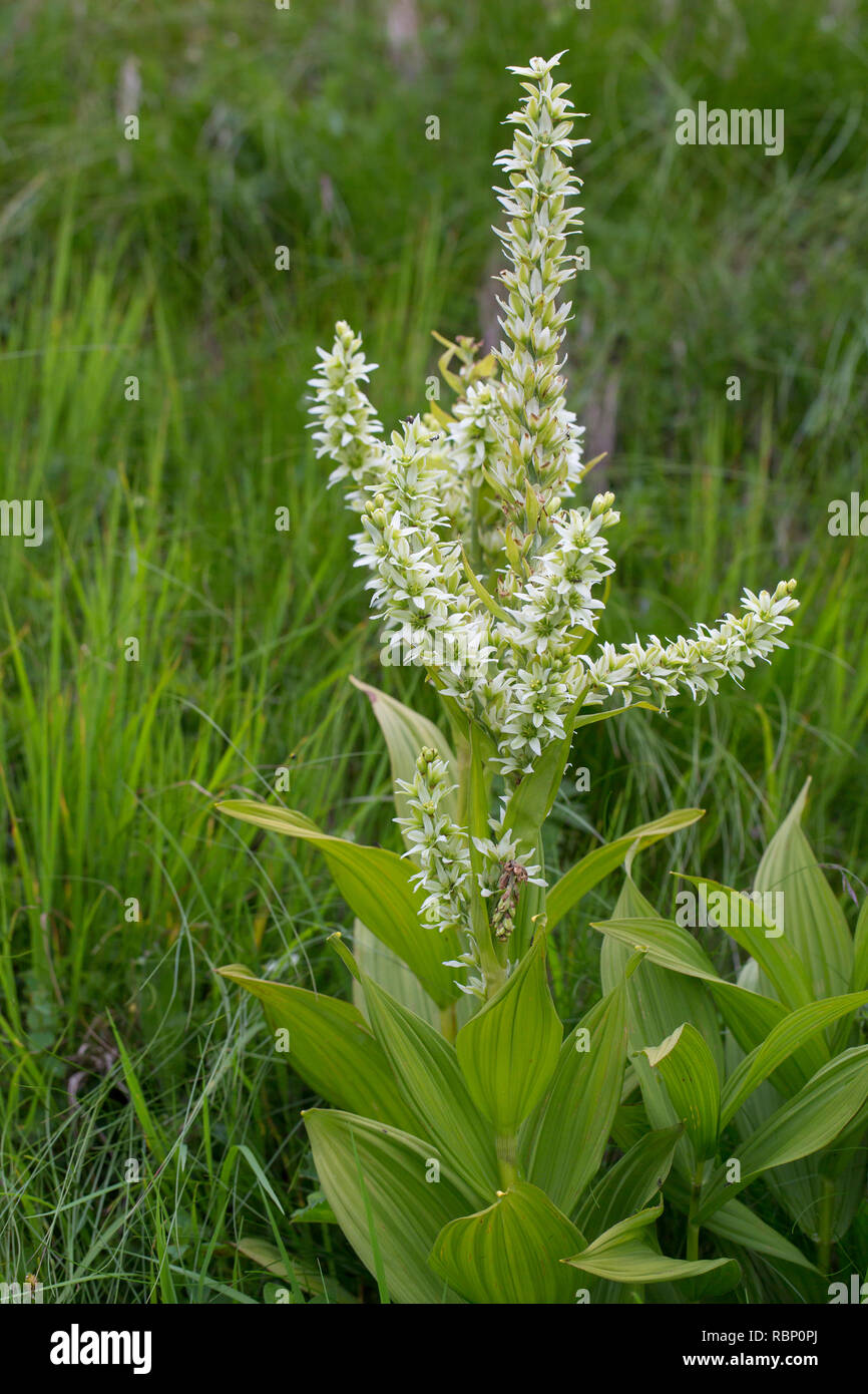 False helleborine / European white hellebore / white veratrum (Veratrum album / Veratrum lobelianum Bernh) in flower Stock Photo