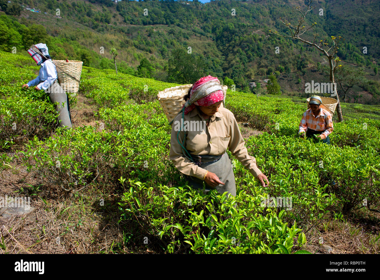 Tea pluckers are at work in Makaibari Tea Estates. Stock Photo
