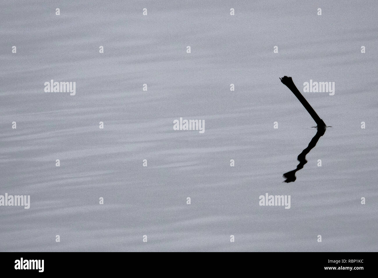 Stick in Water Stock Photo Alamy Stick in Water Stock Photo Alamy