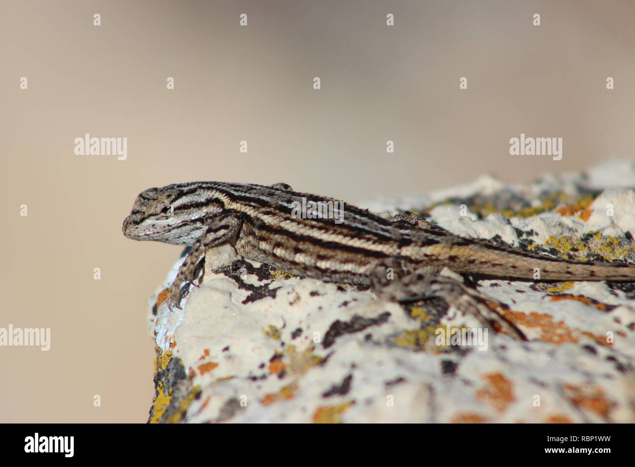 Plateau lizard at the Grand Canyon National Park, Arizona Stock Photo ...