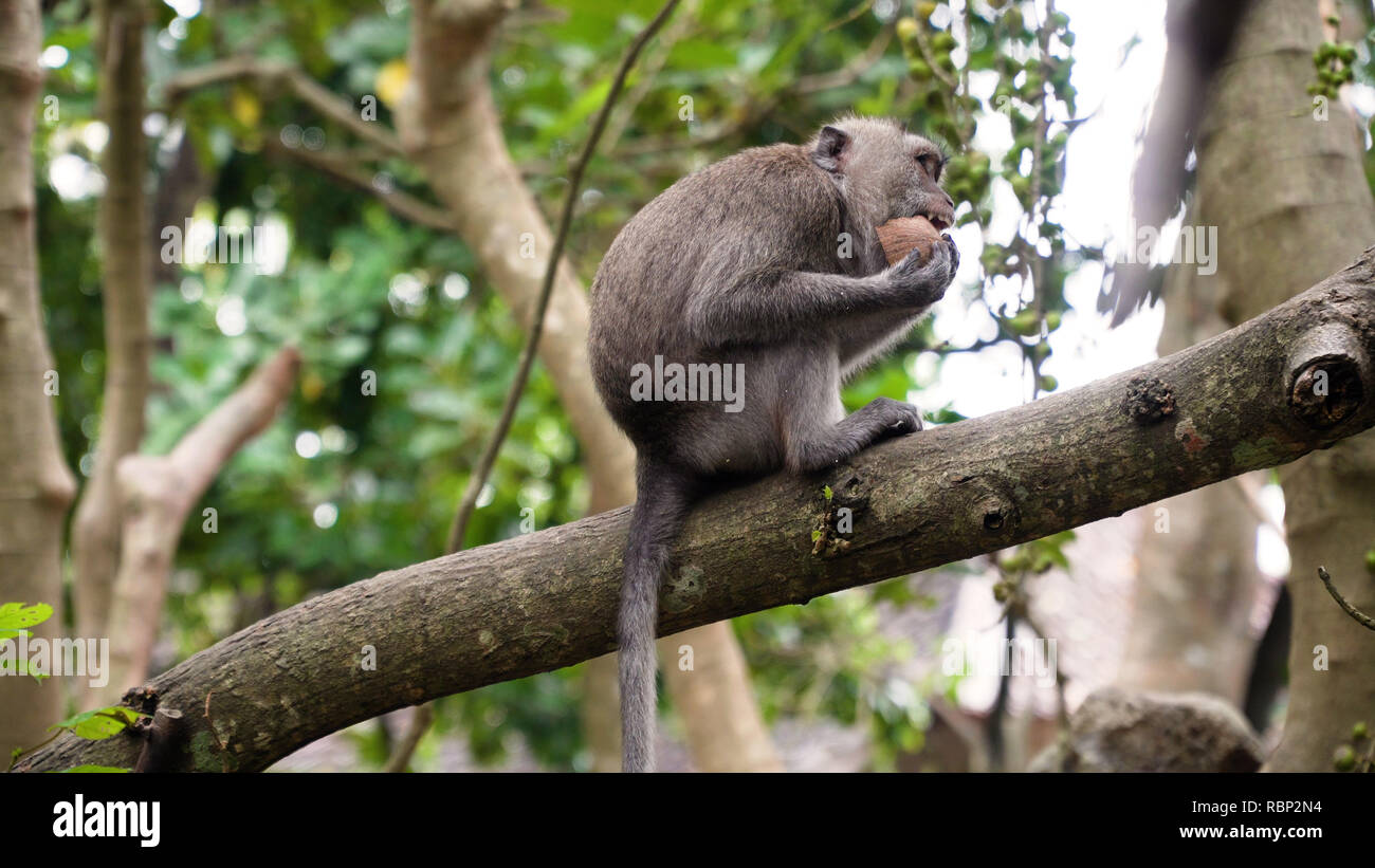 Monkey macaque in the rain forest. Monkeys in the natural environment ...