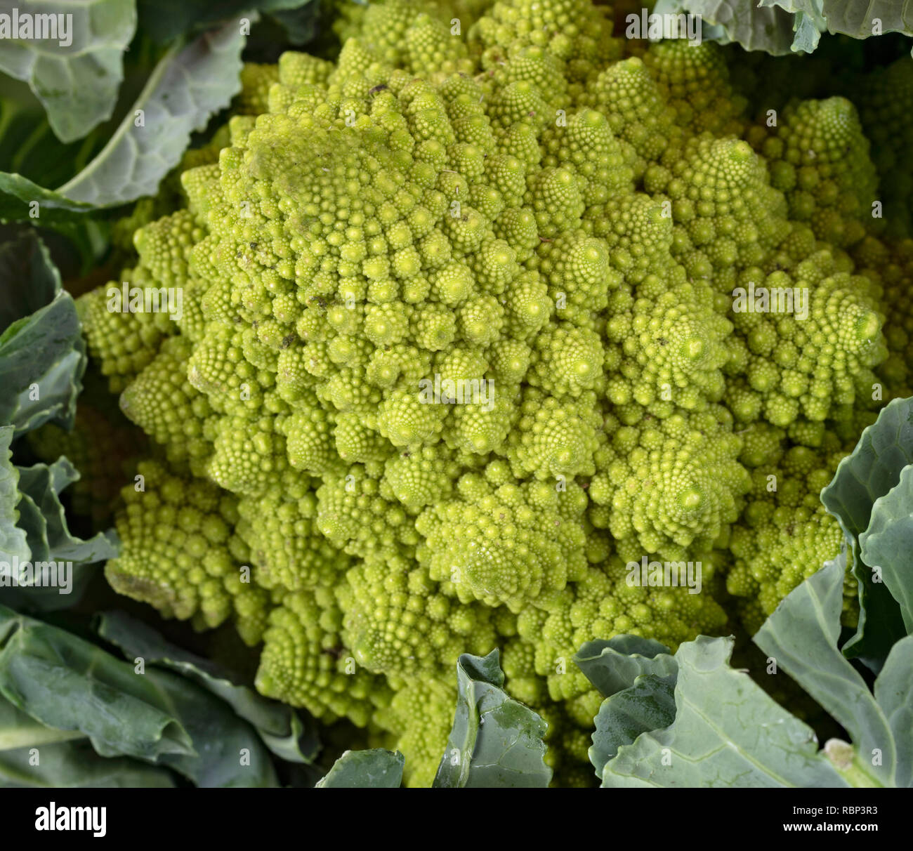 Green Romanesco cauliflower in front of white background Stock Photo
