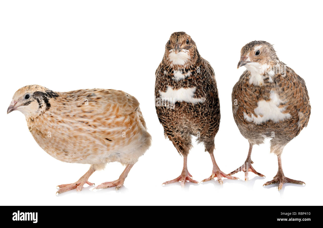 Japanese quail in front of white background Stock Photo. 