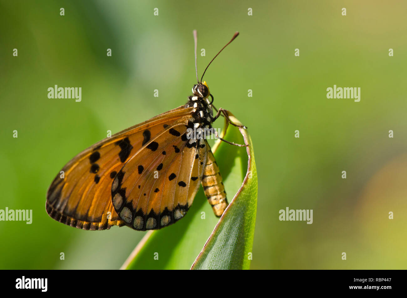 tawny coster butterfly in garden, Mumbai, Maharashtra, India, Asia