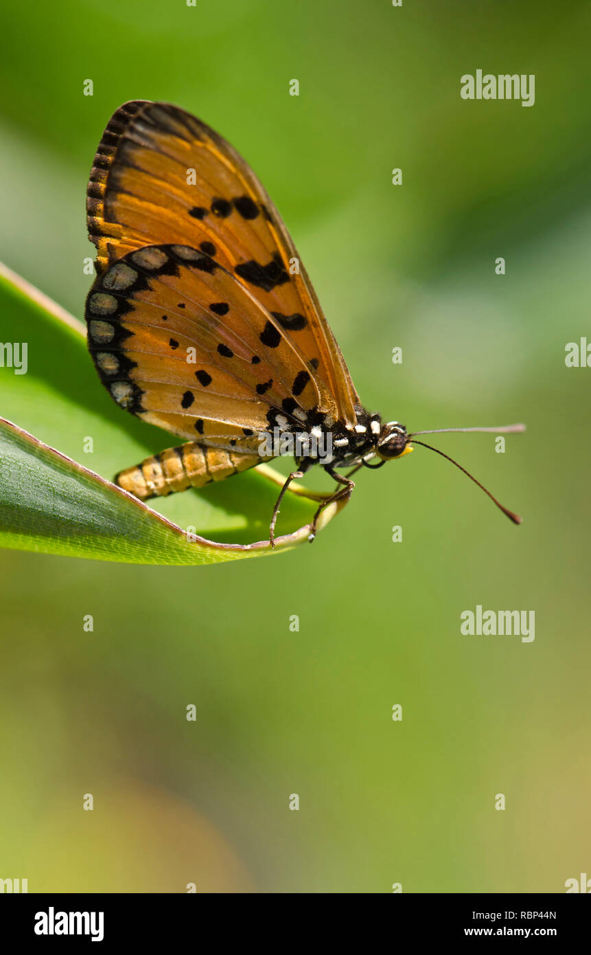 Acraea Terpsicore Stock Photos & Acraea Terpsicore Stock Images Alamy