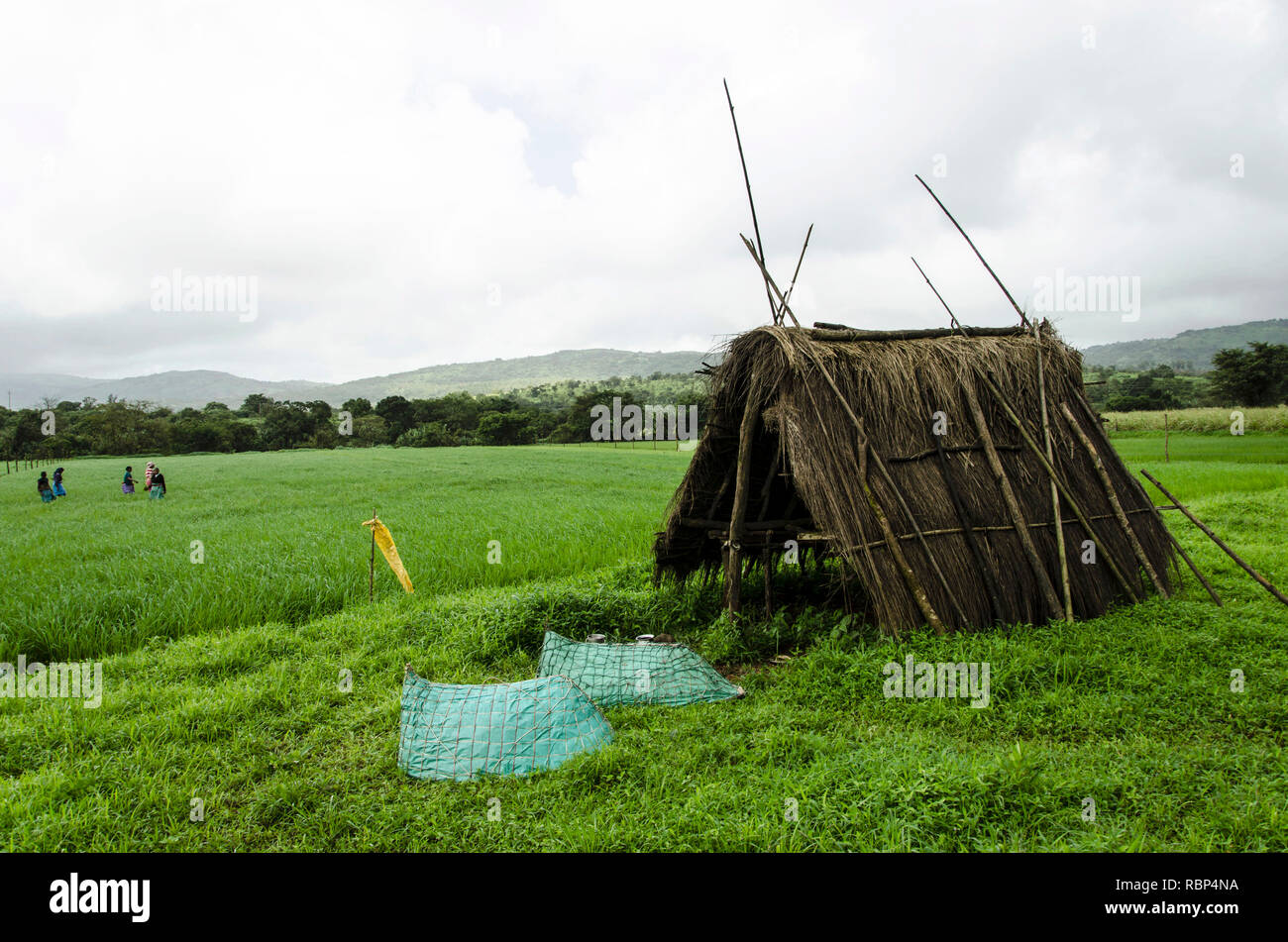 thatched hut in paddy field, sindhudurg, Maharashtra, India, Asia Stock Photo