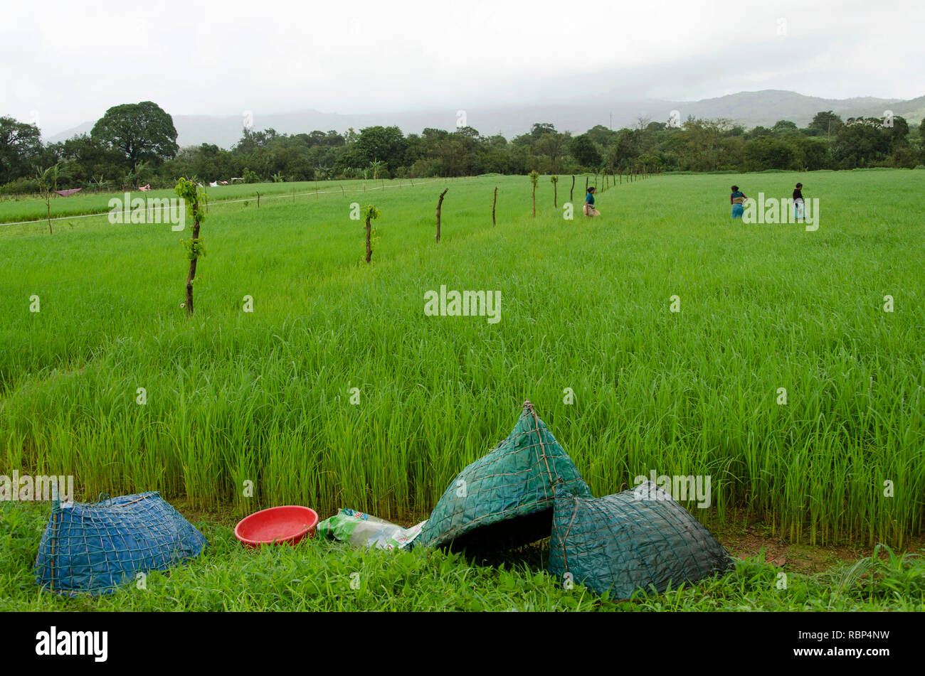 Handmade rain protection in green paddy field, sindhudurg, Maharashtra