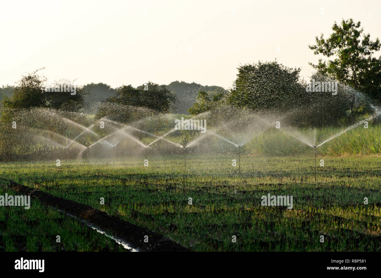 Water sprinklers irrigation asia hires stock photography and images