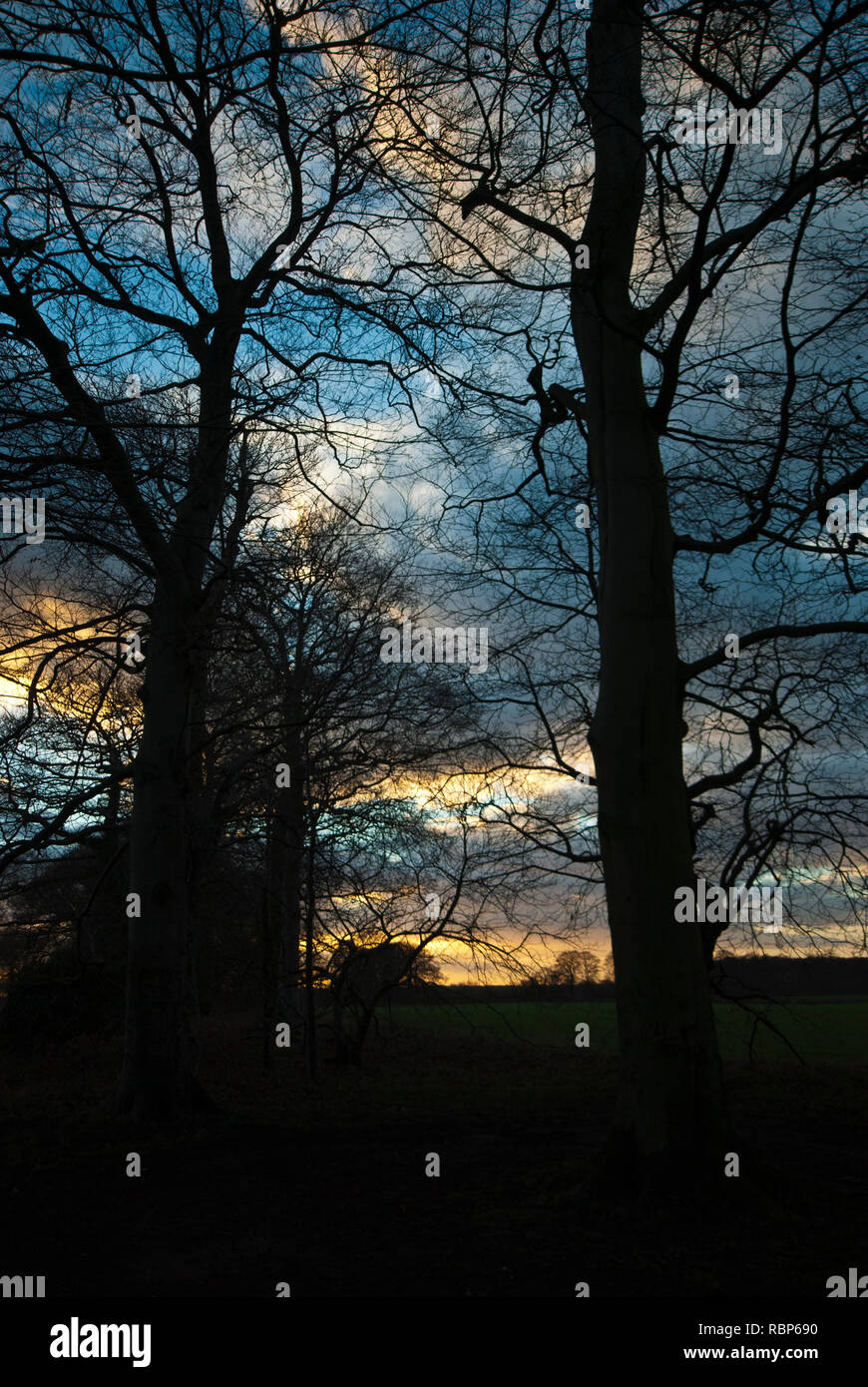 Beech Trees In Winter High Resolution Stock Photography and Images - Alamy