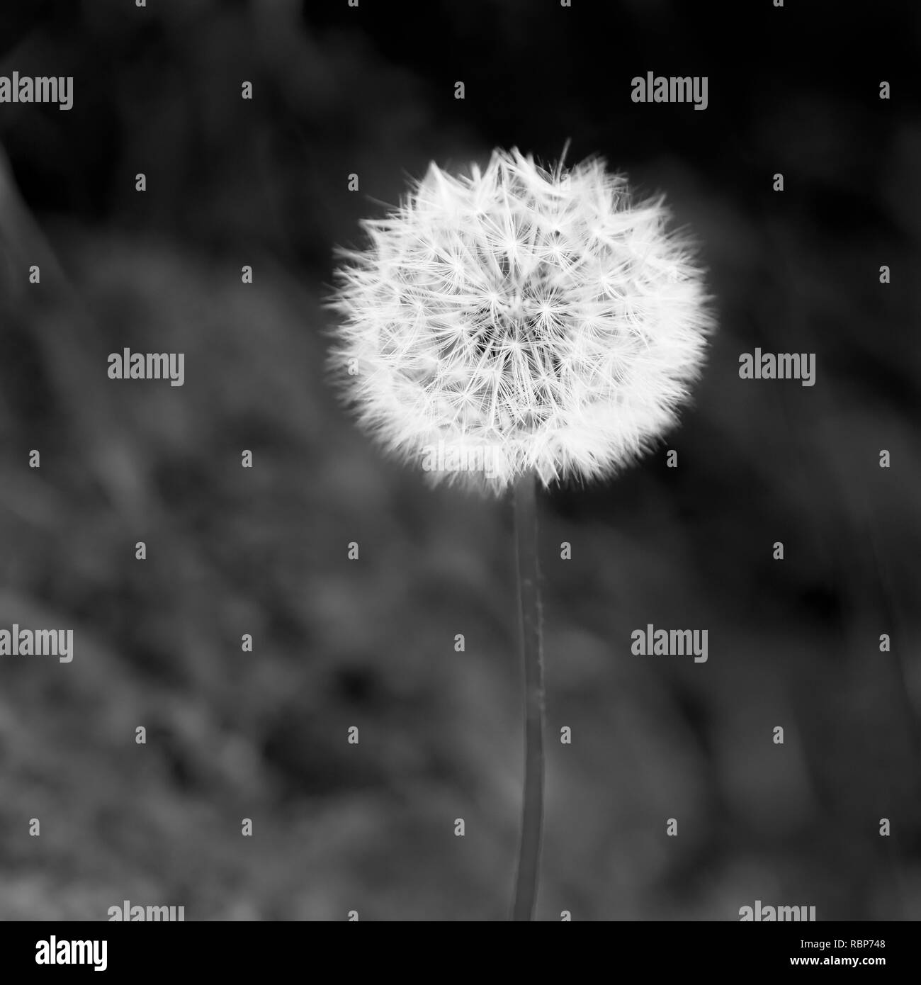 Dandelion seed head in black and white Stock Photo