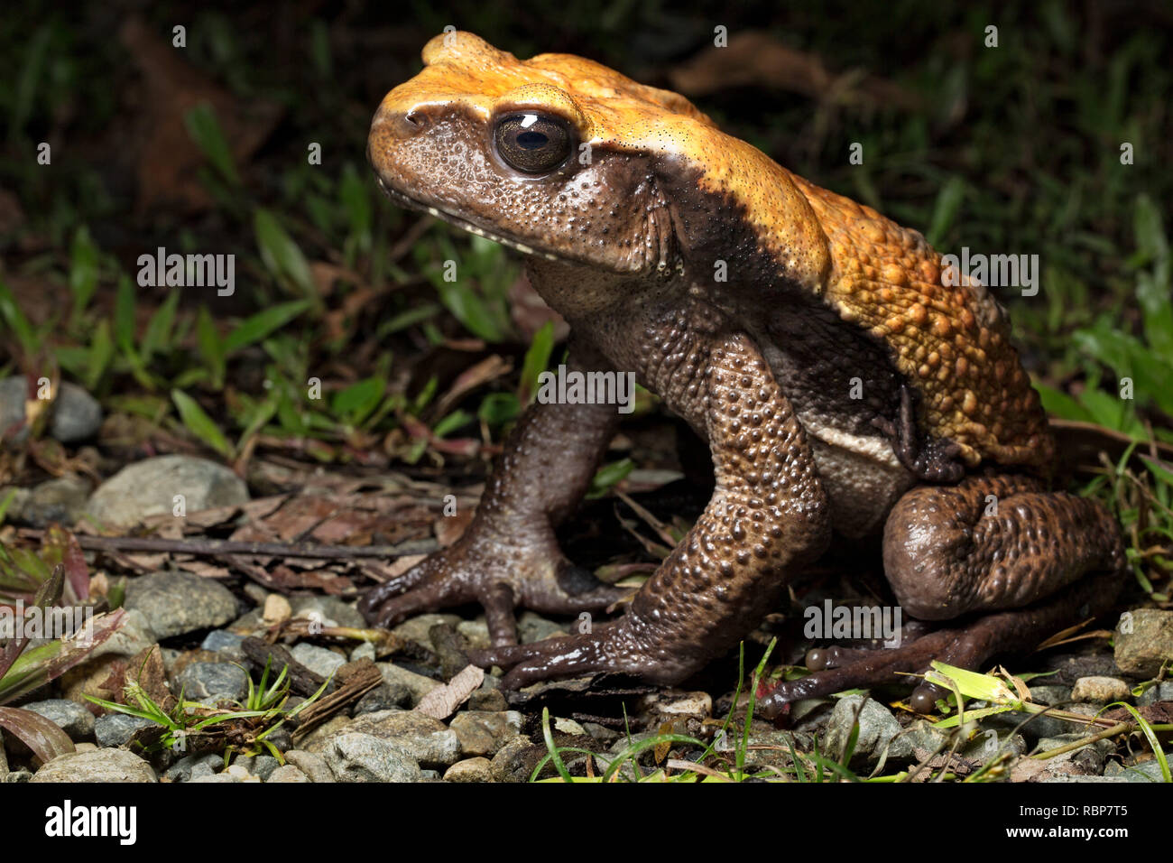 big tropical rain forest toad, Rhaebo blombergi from the tropical jungle of Colombia. An endangered species in need of nature conservation. Stock Photo