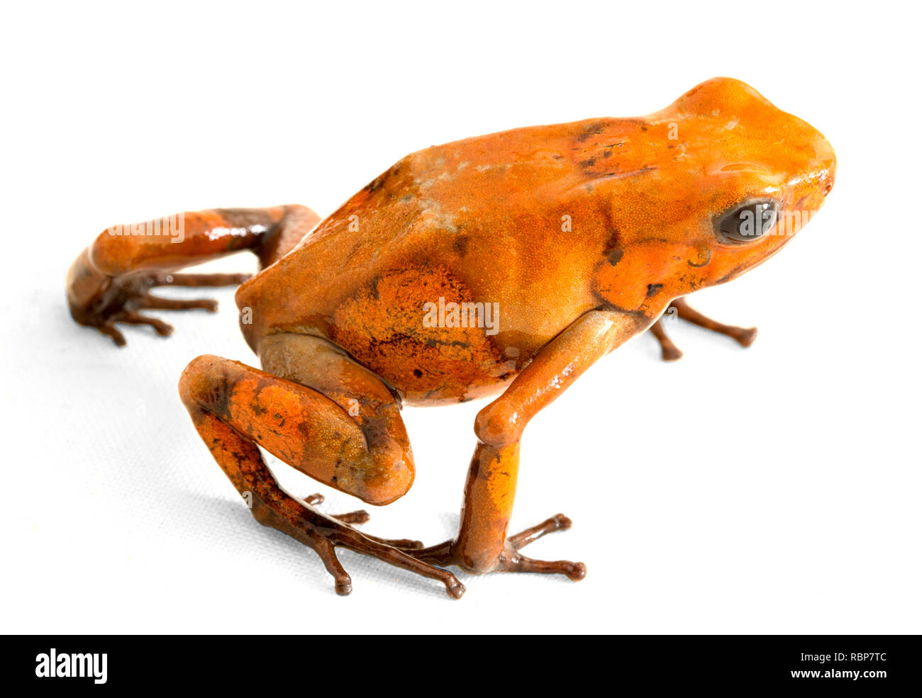 poison dart frog Oophaga histrionica on white from the tropical rain forest of Colombia. A poisonous small jungle animal. Stock Photo