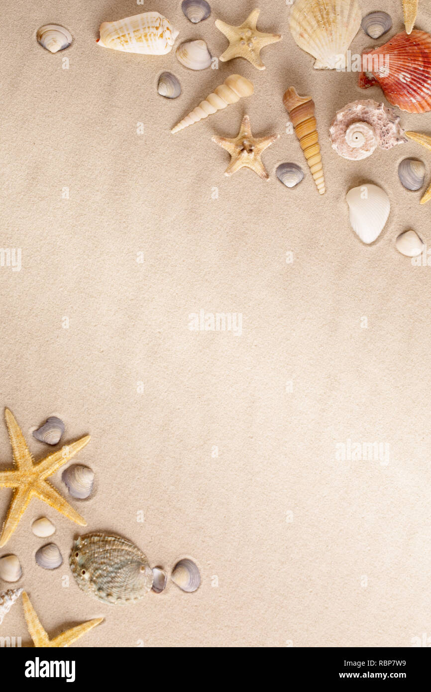 Starfish or sea star and cone shells on beach sand. Background with copy space. Stock Photo