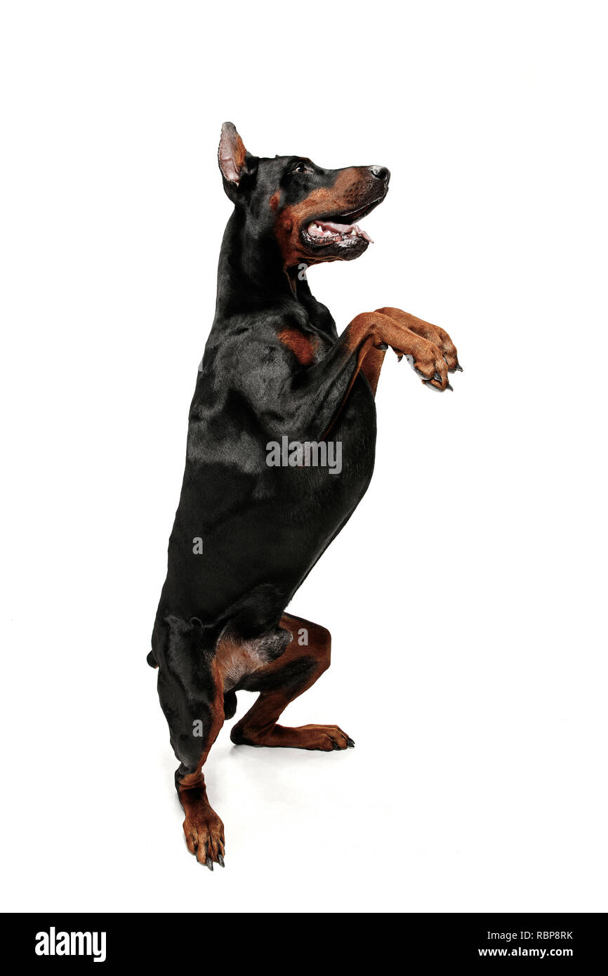 Brown Doberman Pinscher Cut Out Stock Images & Pictures - Page 2 - Alamy