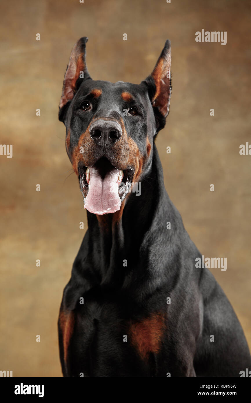 doberman funny pictures