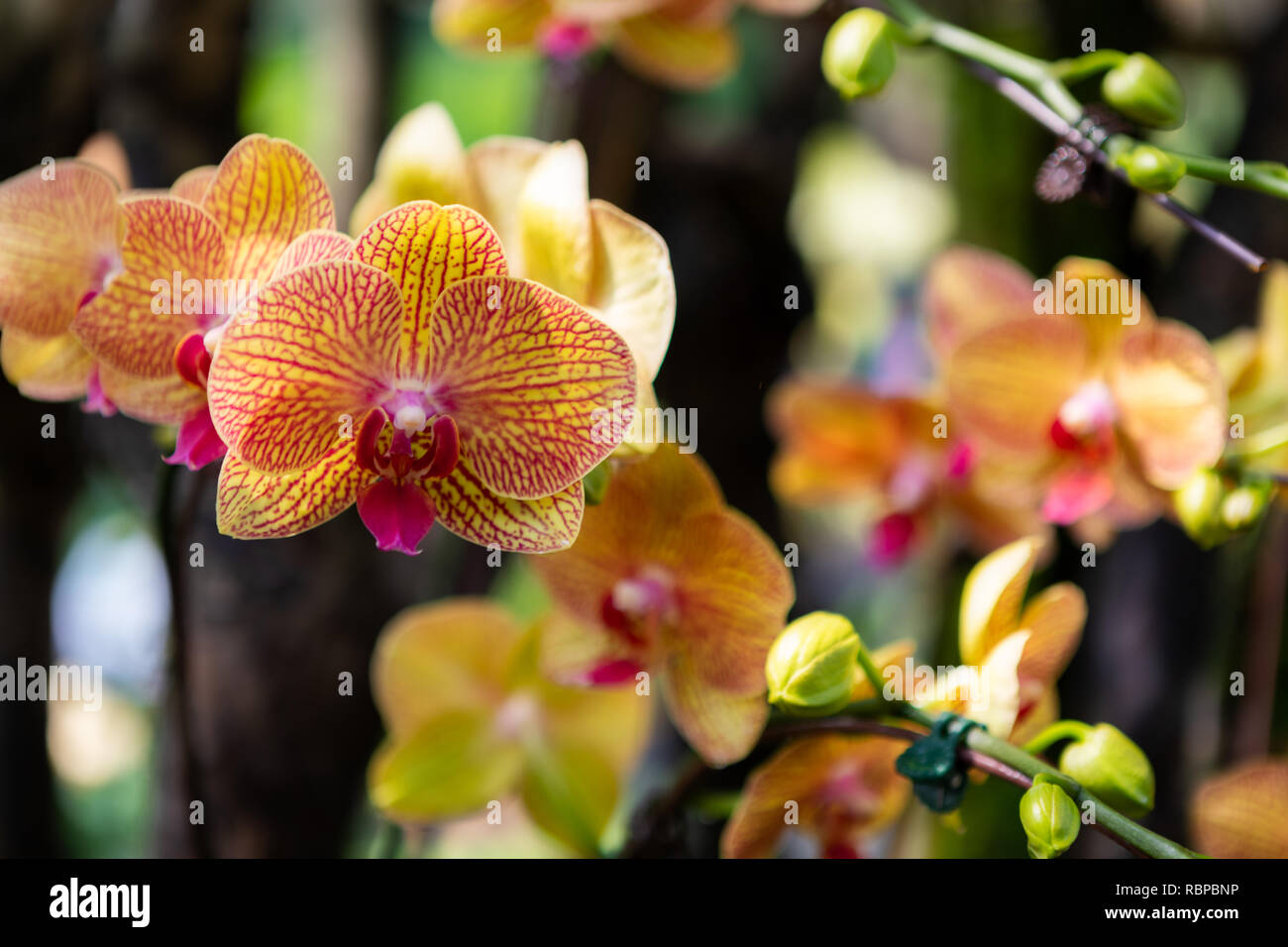 Vibrant Orange Striped Orchids at Botanic Gardens in Singapore Stock Photo