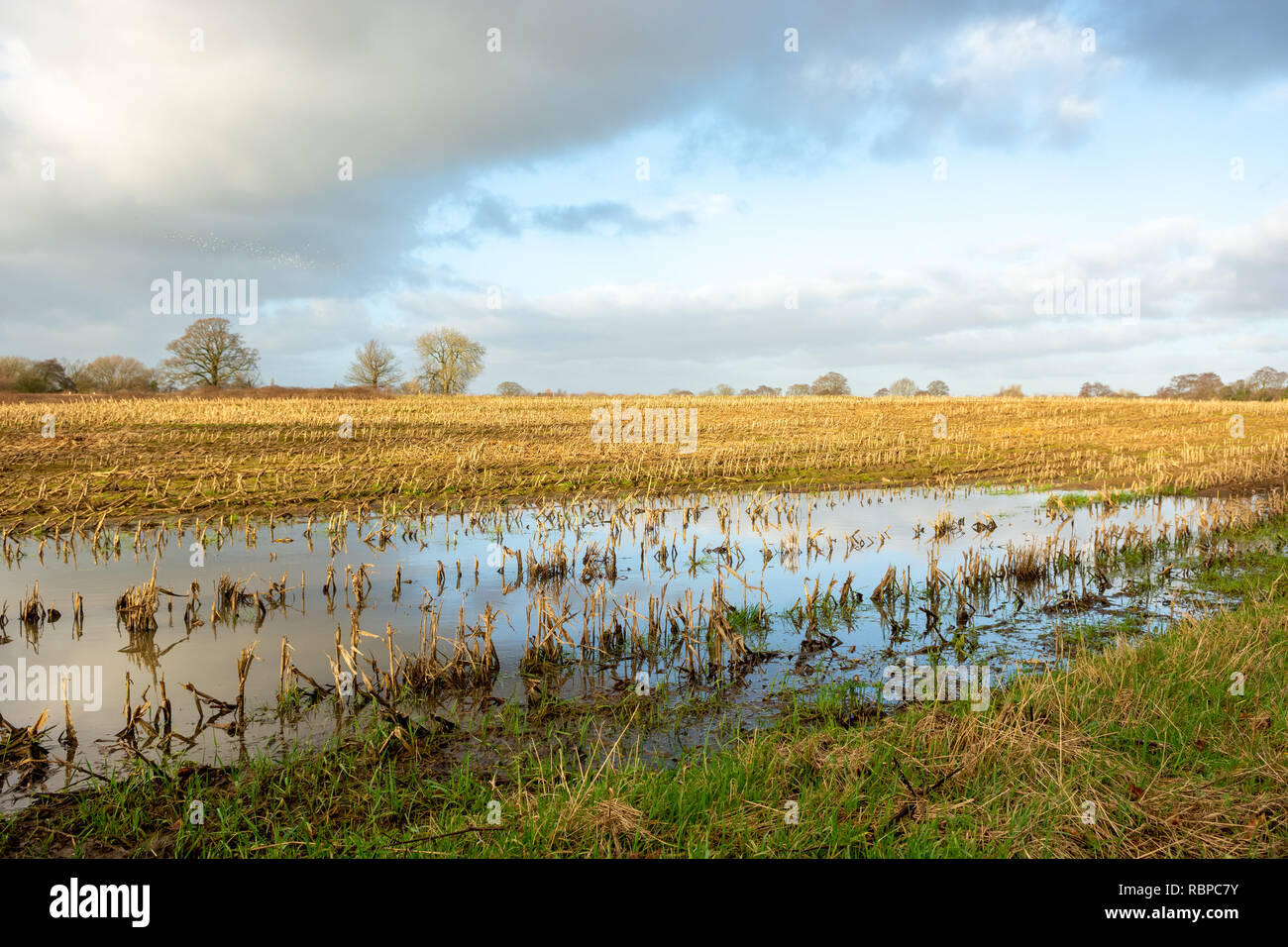 Arable farmland under water in winter in the flat Cheshire landscape under a wintry sky, UK Stock Photo