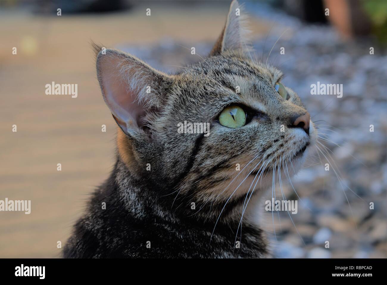 Side profile of a 6 year old female tabby marked moggy captured in the garden. Stock Photo