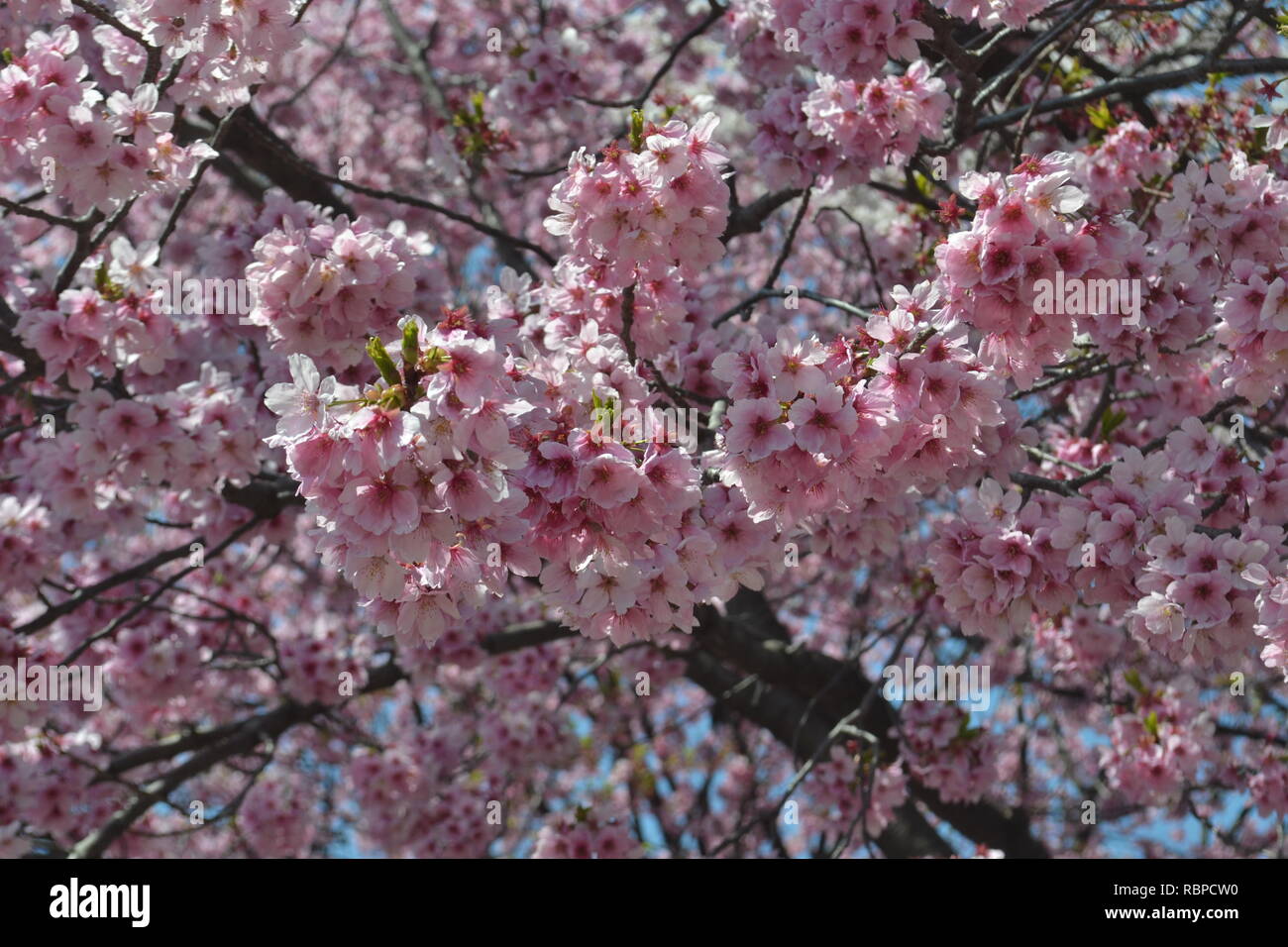 Cherry Blossom (Sakura) flowers in Japan Stock Photo - Alamy