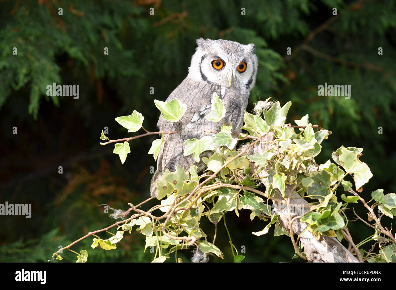White-Faced Scops-Owl (Ptilopsis leucotis) Stock Photo