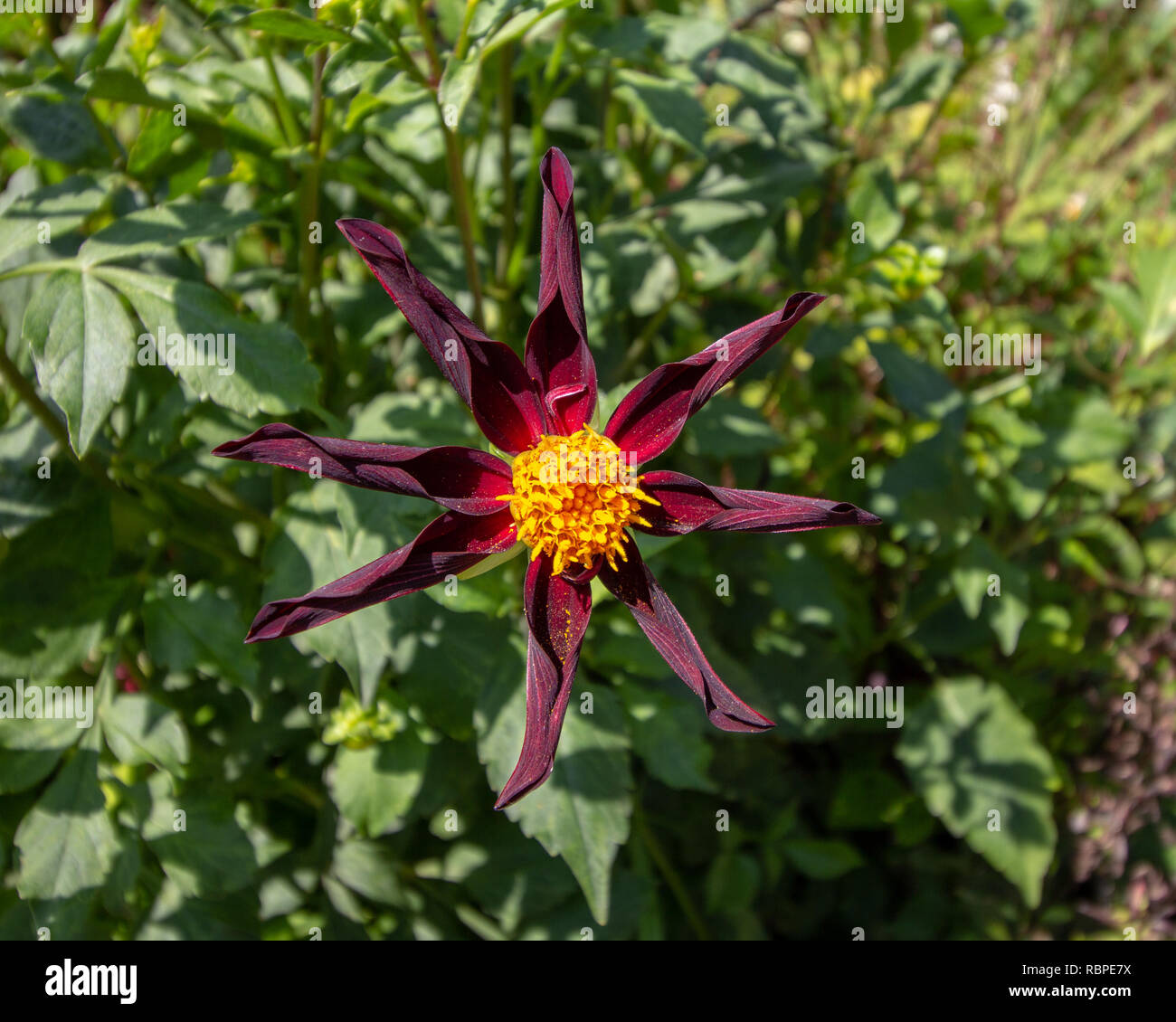 A star shaped flower with dark red and purple petals and yellow center Stock Photo