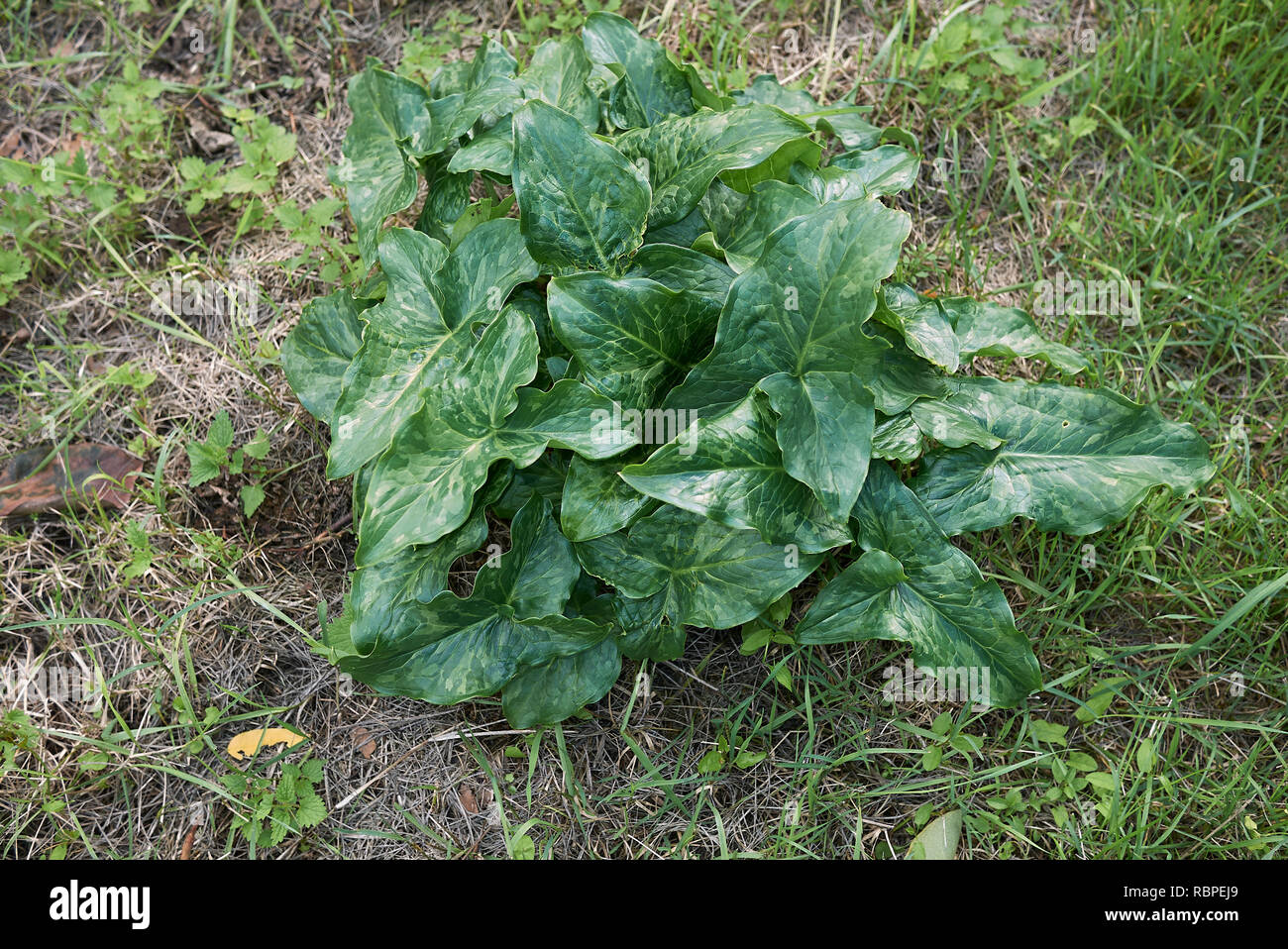 Arum italicum plant Stock Photo