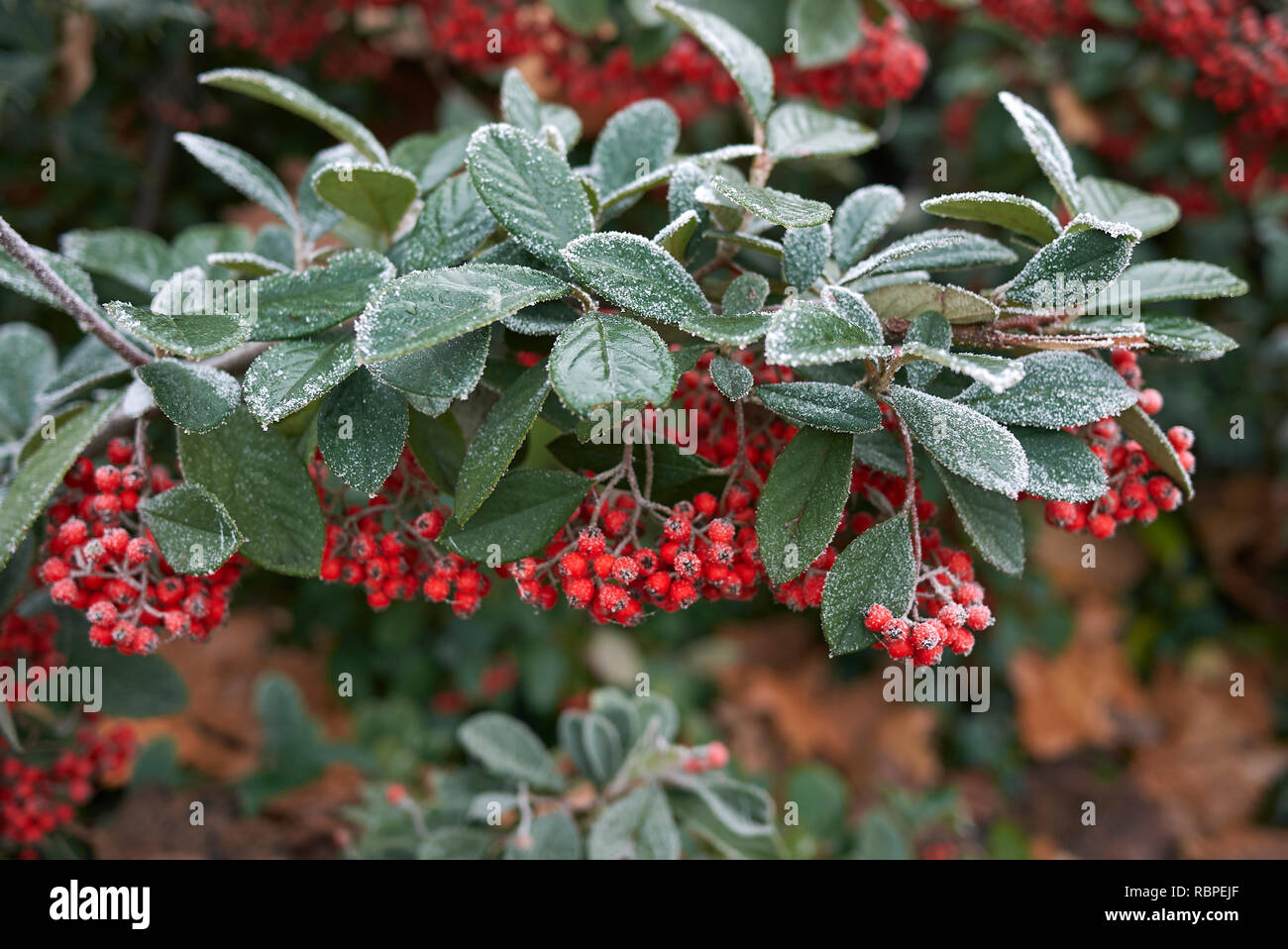 frosted branch of Cotoneaster lacteus shrub in winter Stock Photo