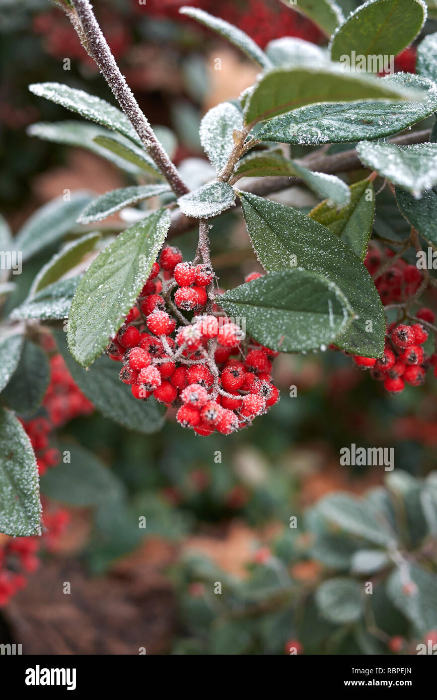 frosted branch of Cotoneaster lacteus shrub in winter Stock Photo