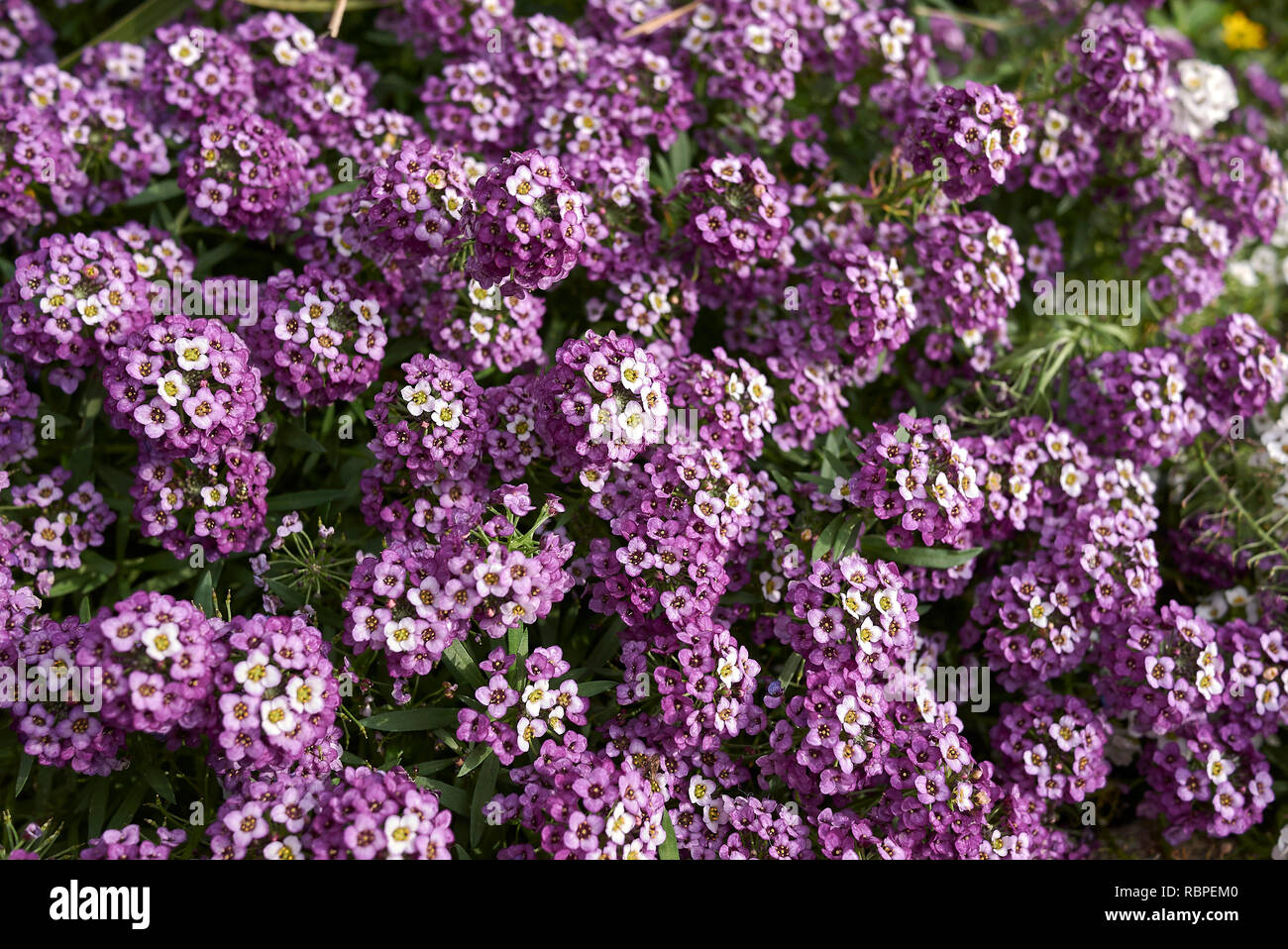 Purple sweet alyssum hi-res stock photography and images - Alamy
